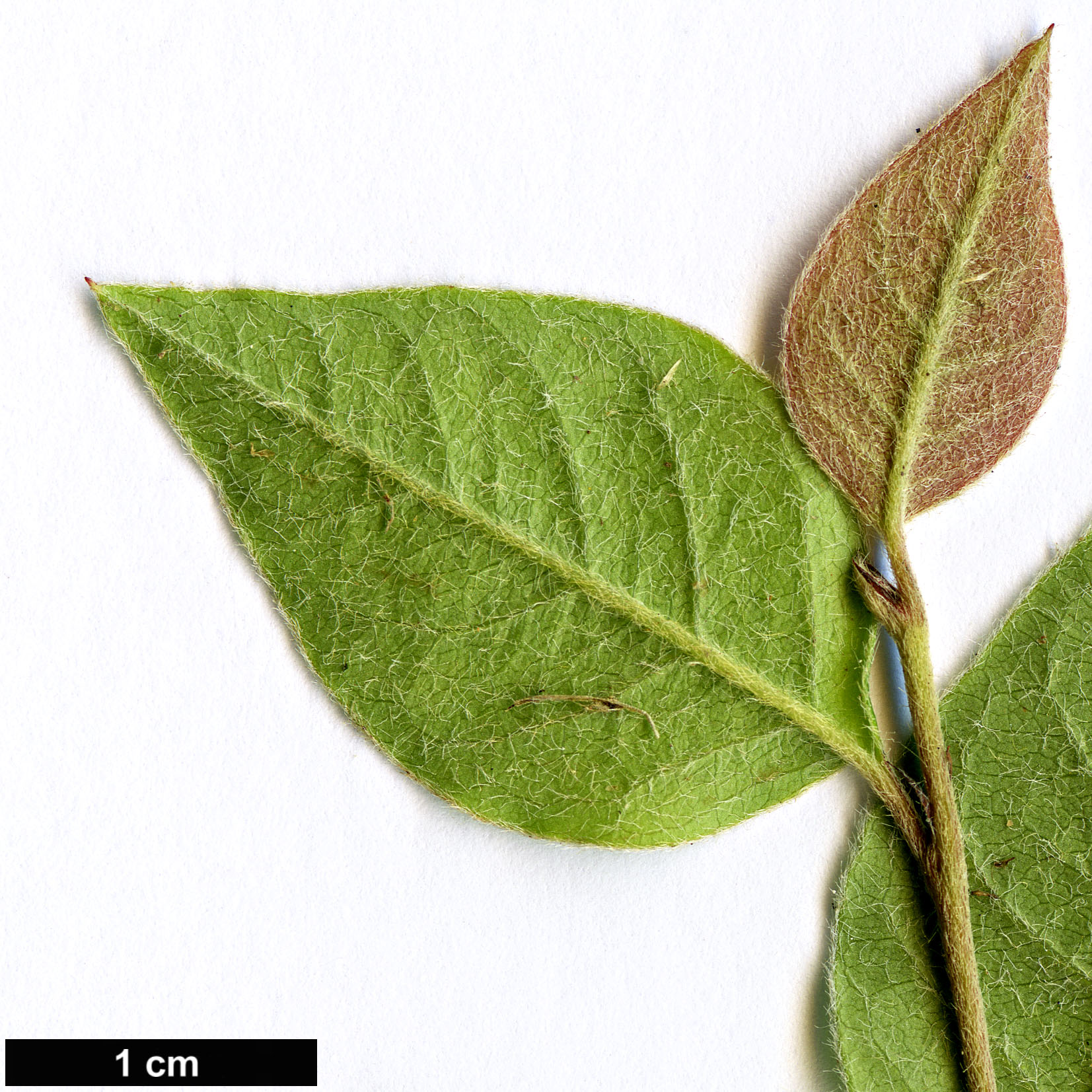 High resolution image: Family: Rosaceae - Genus: Cotoneaster - Taxon: tumeticus