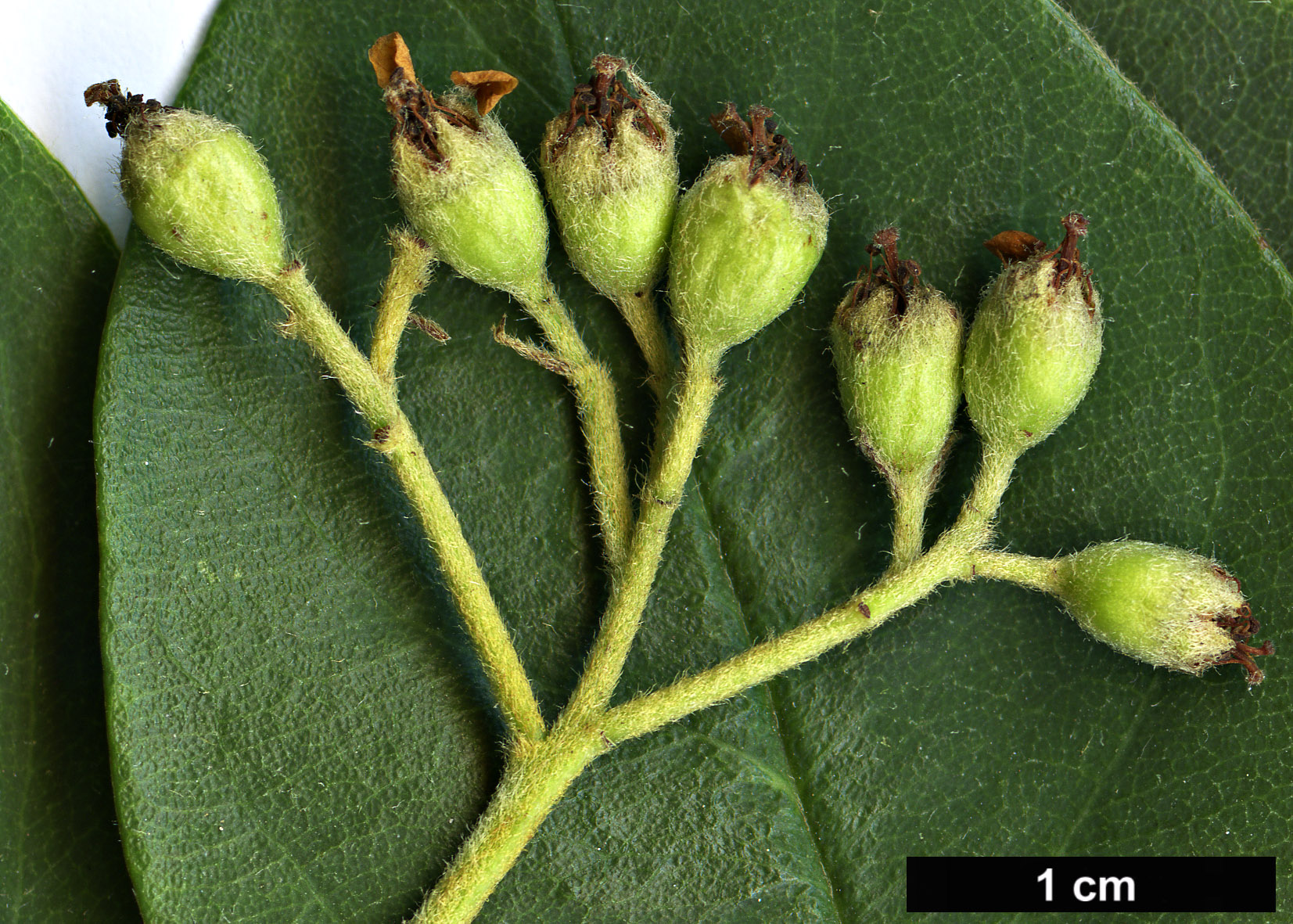 High resolution image: Family: Rosaceae - Genus: Cotoneaster - Taxon: turbinatus