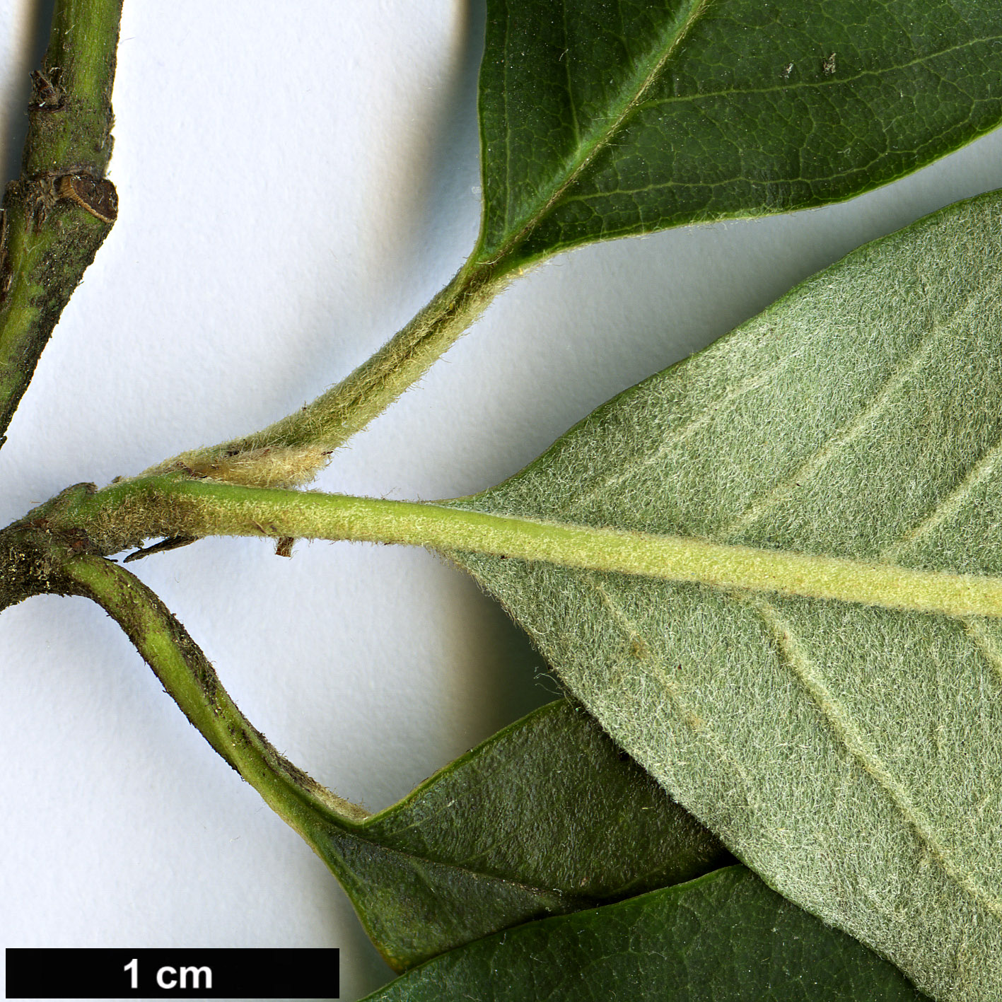 High resolution image: Family: Rosaceae - Genus: Cotoneaster - Taxon: turbinatus
