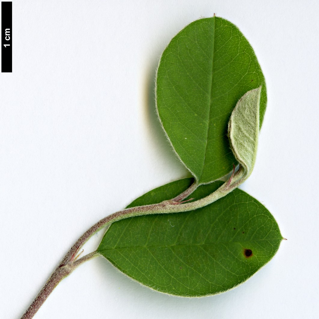 High resolution image: Family: Rosaceae - Genus: Cotoneaster - Taxon: turcomanicus