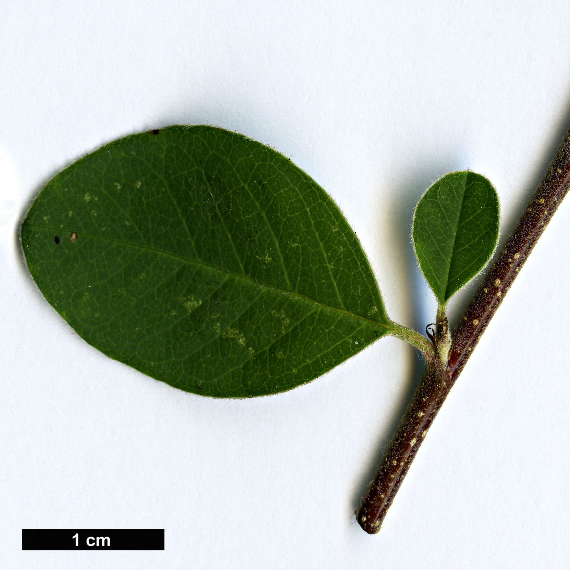 High resolution image: Family: Rosaceae - Genus: Cotoneaster - Taxon: turcomanicus