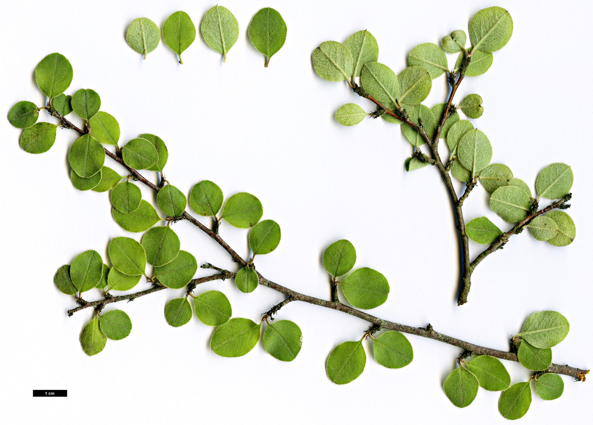 High resolution image: Family: Rosaceae - Genus: Cotoneaster - Taxon: tytthocarpus