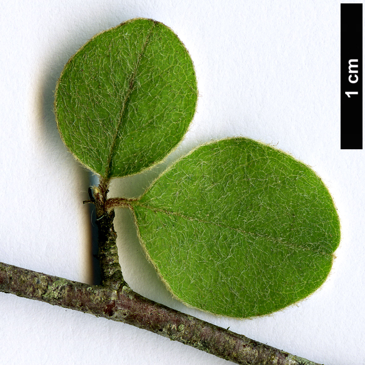 High resolution image: Family: Rosaceae - Genus: Cotoneaster - Taxon: tytthocarpus