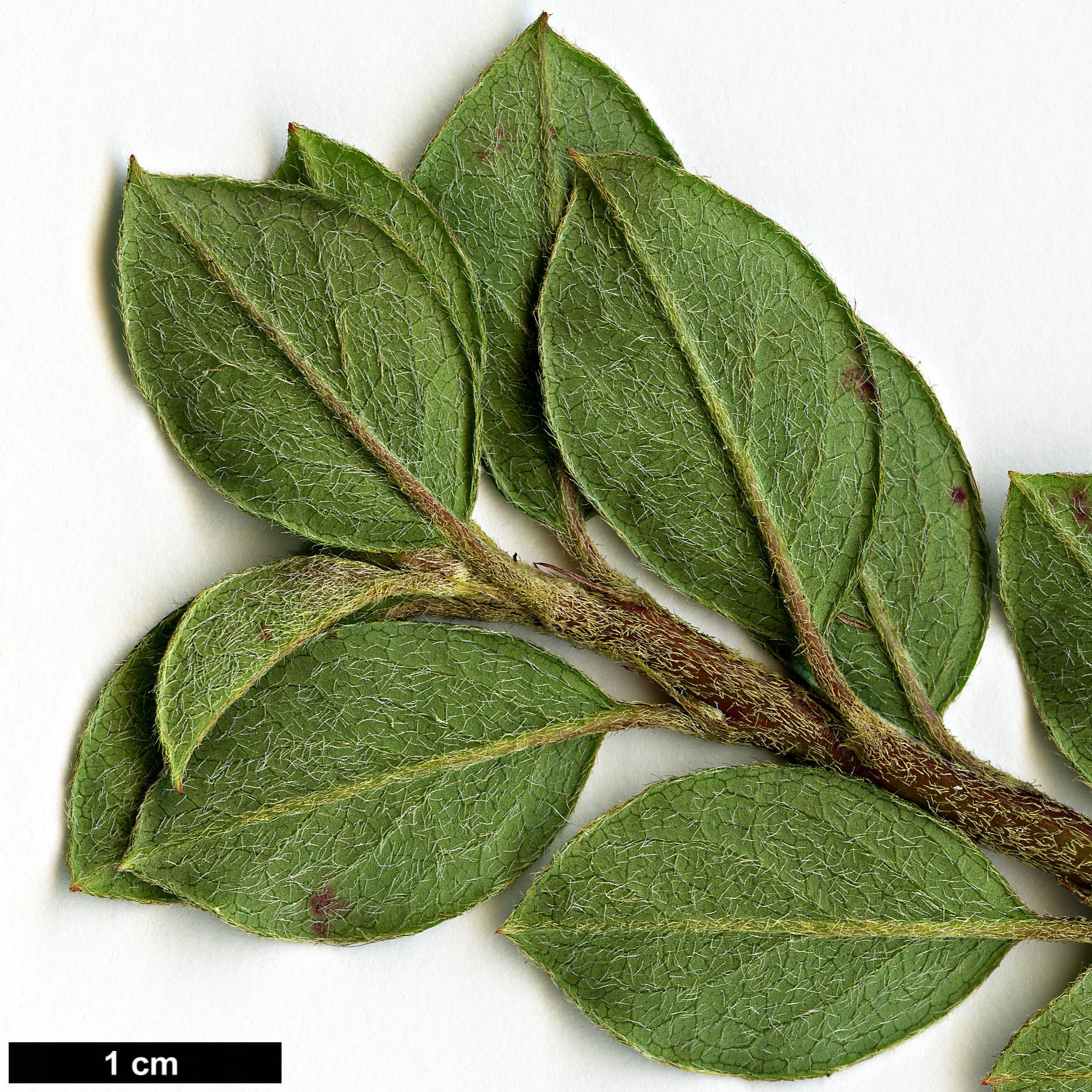 High resolution image: Family: Rosaceae - Genus: Cotoneaster - Taxon: uva-ursi
