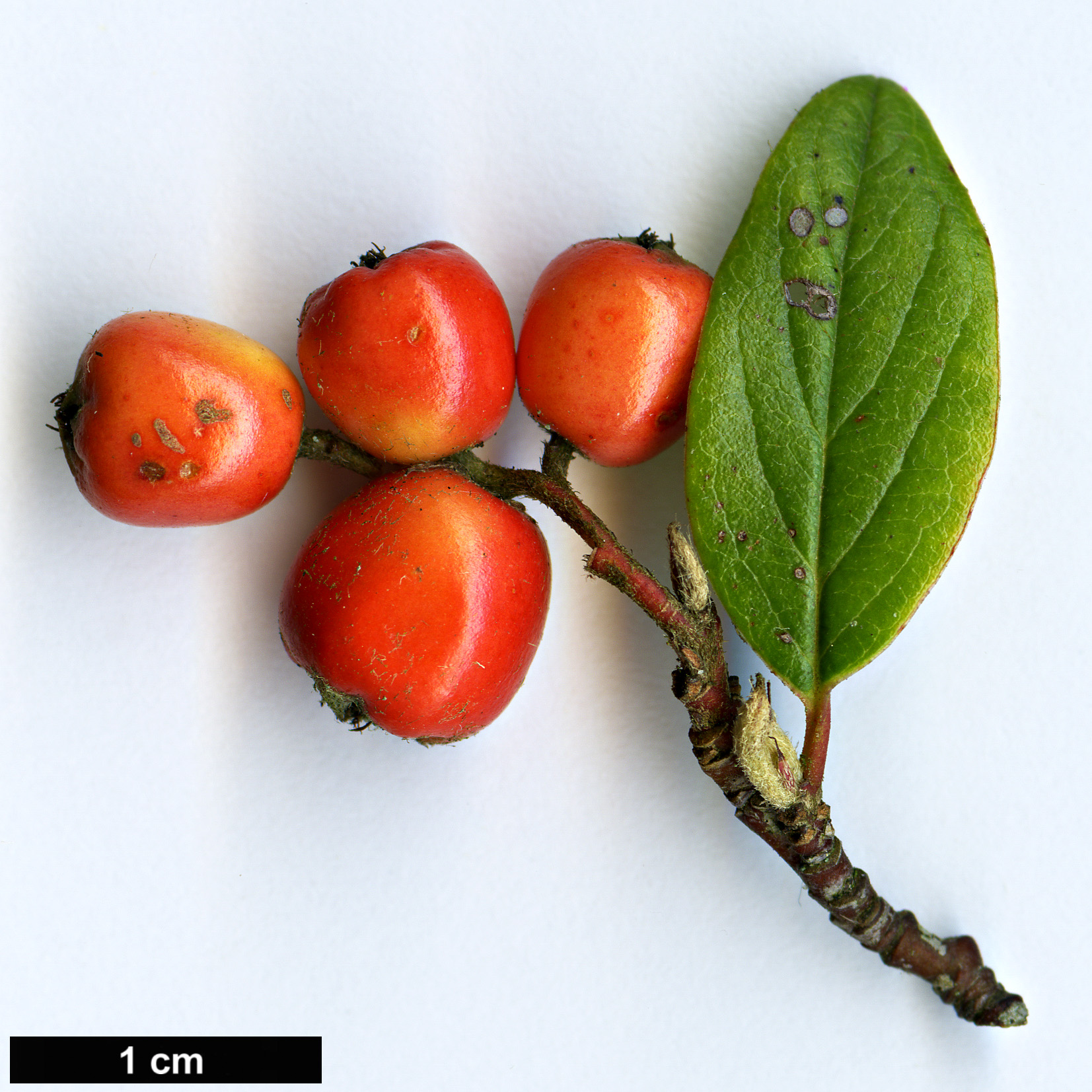 High resolution image: Family: Rosaceae - Genus: Cotoneaster - Taxon: vandelaarii