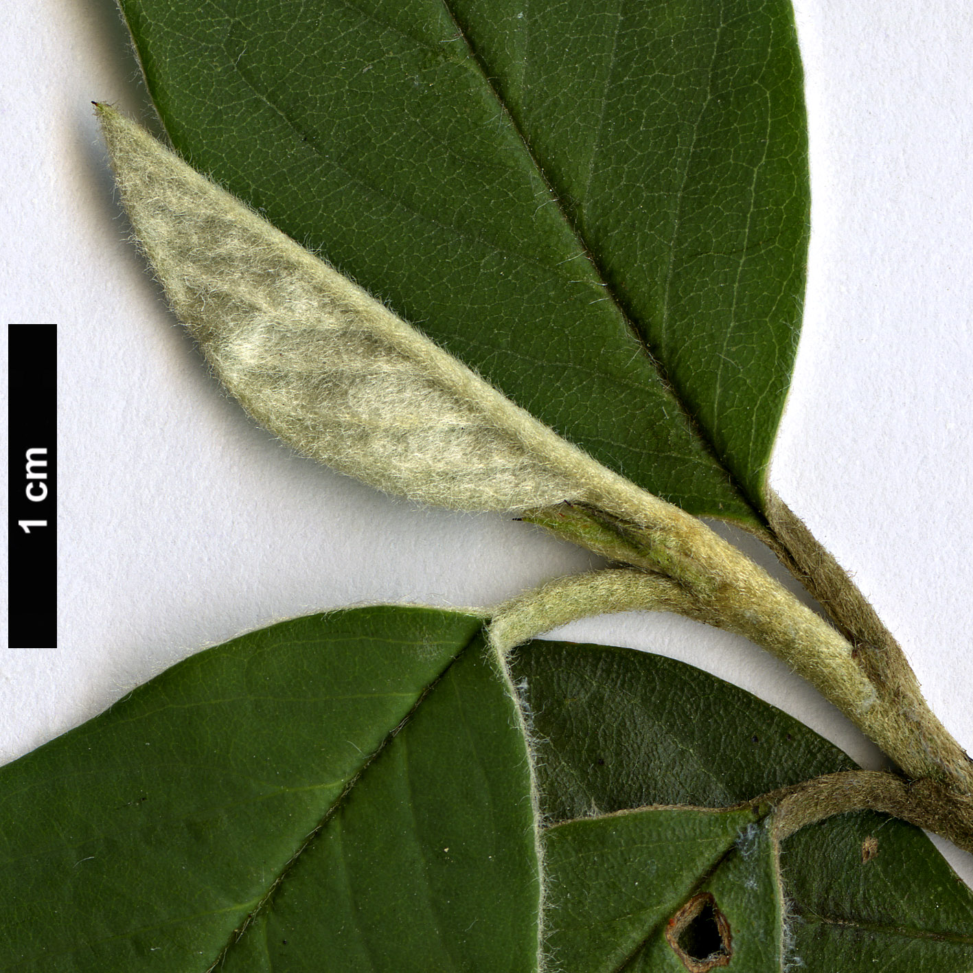 High resolution image: Family: Rosaceae - Genus: Cotoneaster - Taxon: vernae