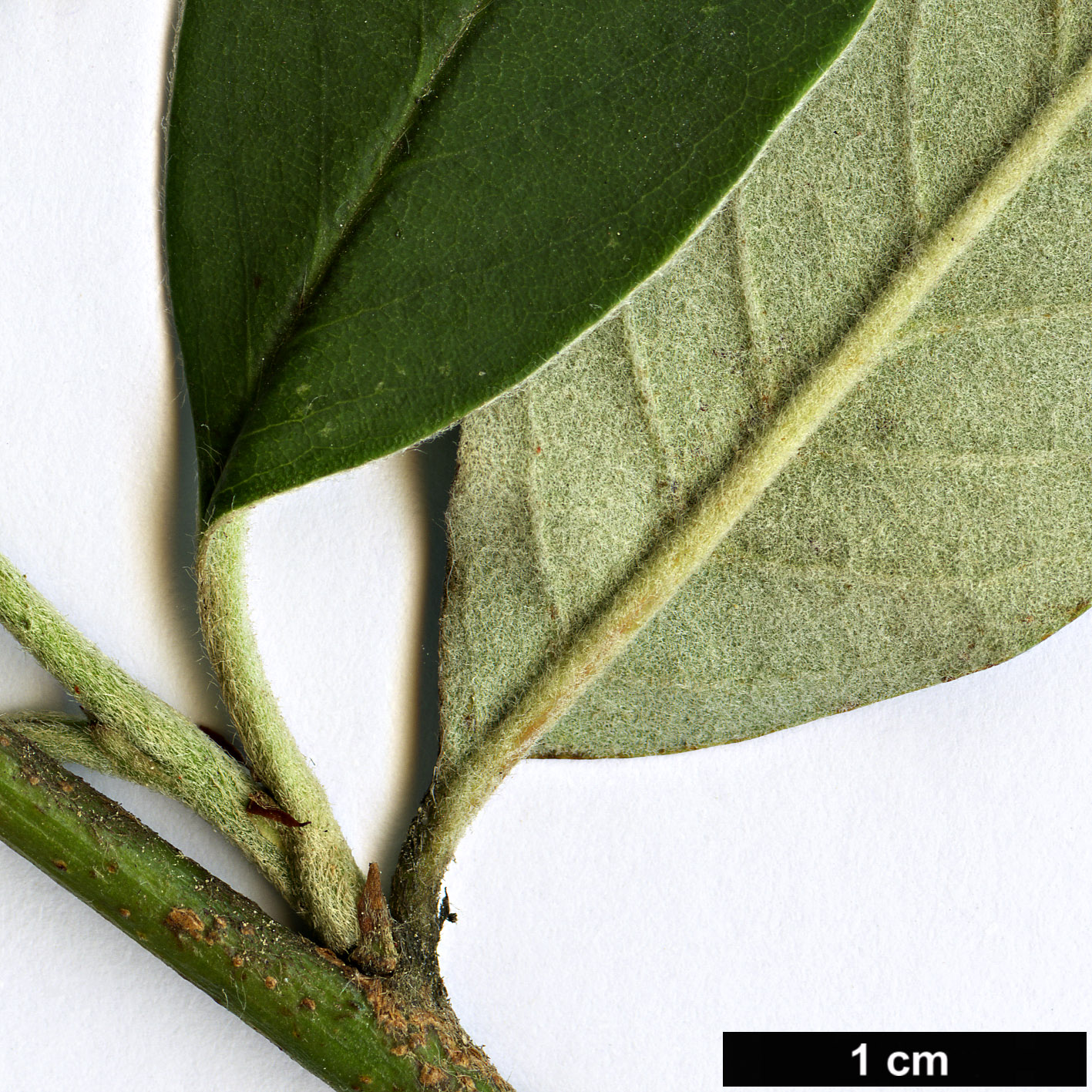 High resolution image: Family: Rosaceae - Genus: Cotoneaster - Taxon: vernae