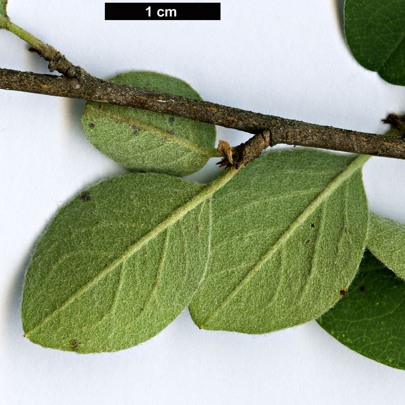 High resolution image: Family: Rosaceae - Genus: Cotoneaster - Taxon: verokotschyi