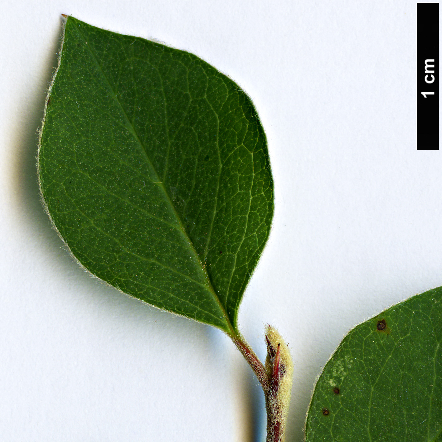 High resolution image: Family: Rosaceae - Genus: Cotoneaster - Taxon: verokotschyi