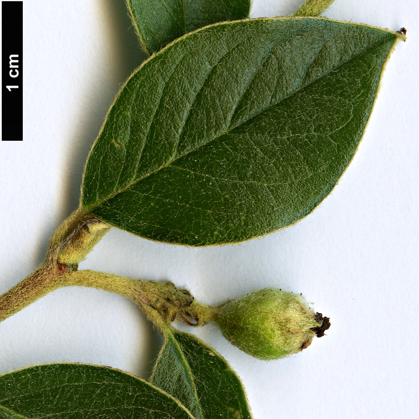 High resolution image: Family: Rosaceae - Genus: Cotoneaster - Taxon: vilmorinianus