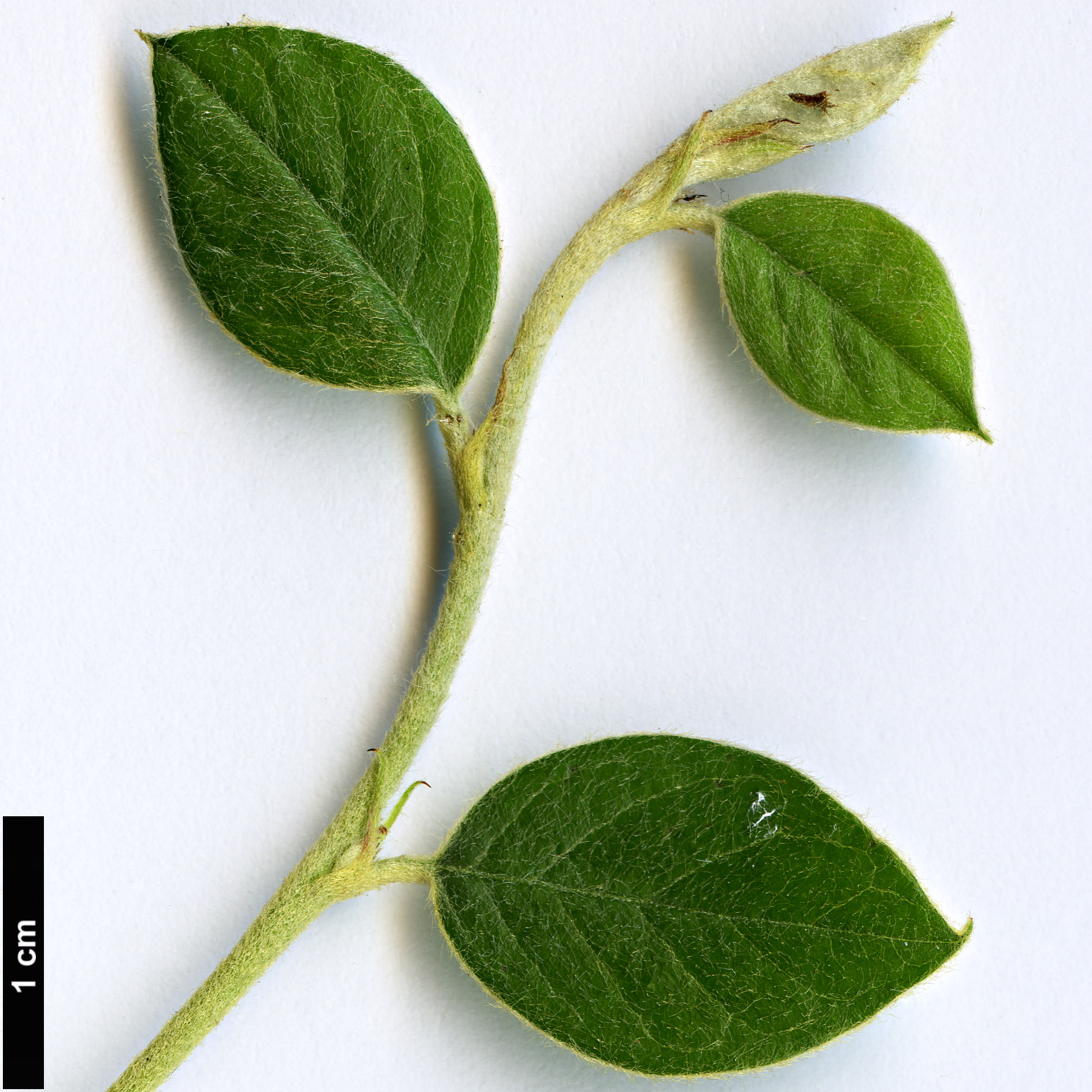 High resolution image: Family: Rosaceae - Genus: Cotoneaster - Taxon: vilmorinianus