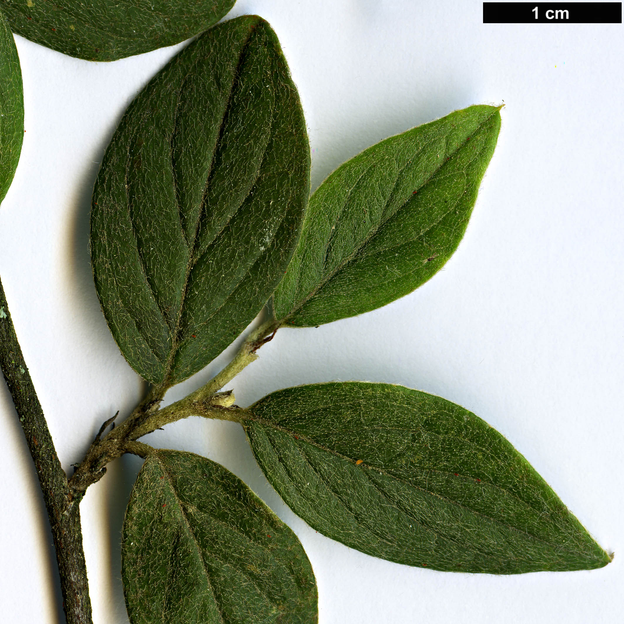 High resolution image: Family: Rosaceae - Genus: Cotoneaster - Taxon: wardii