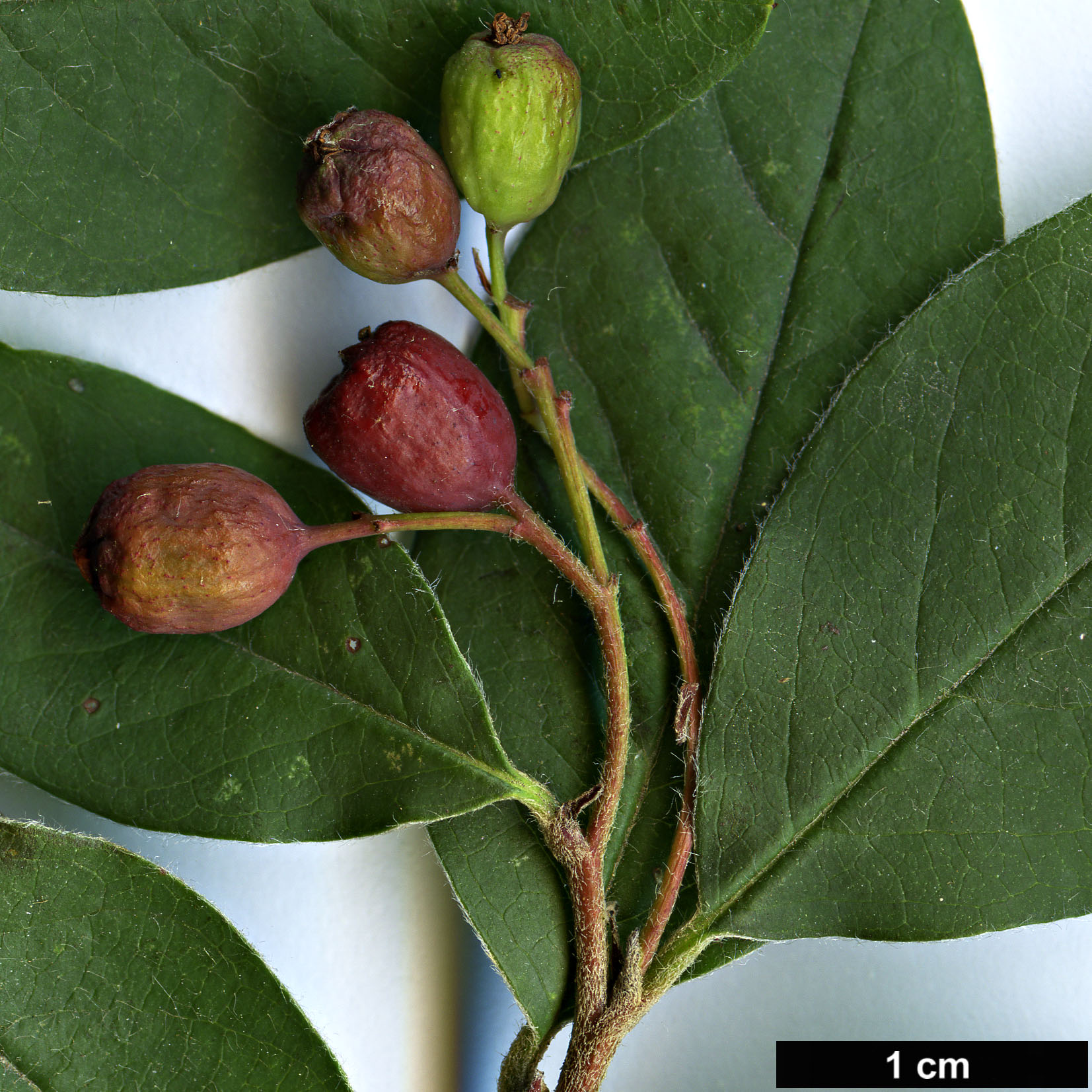 High resolution image: Family: Rosaceae - Genus: Cotoneaster - Taxon: wilsonii