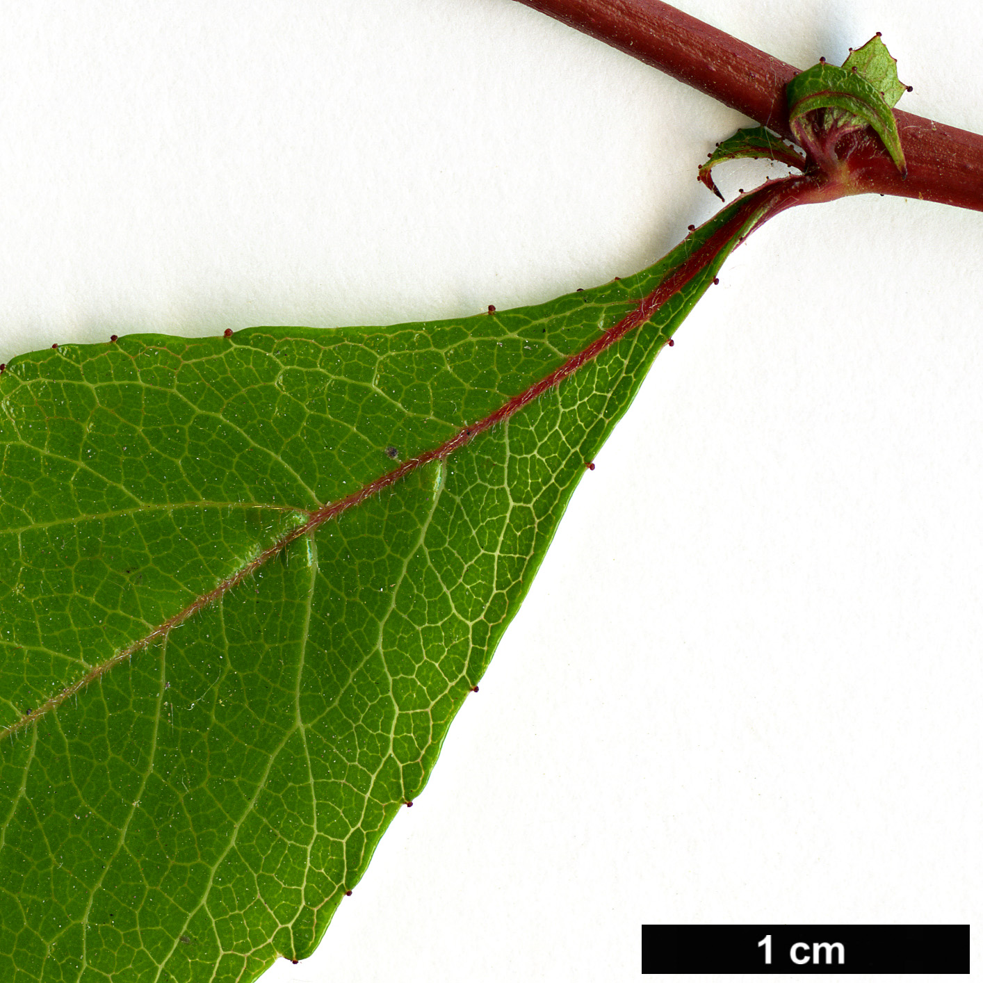 High resolution image: Family: Rosaceae - Genus: Crataegus - Taxon: aestivalis