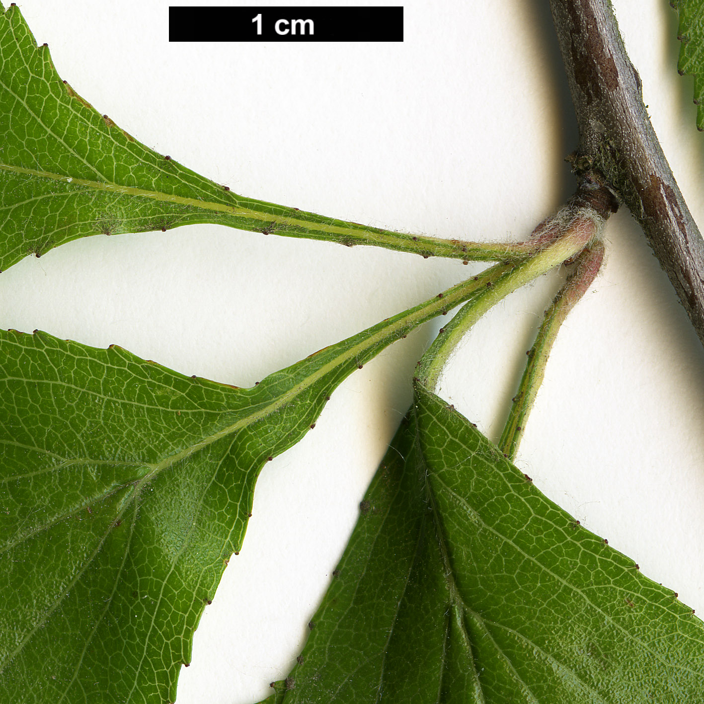 High resolution image: Family: Rosaceae - Genus: Crataegus - Taxon: agrestina