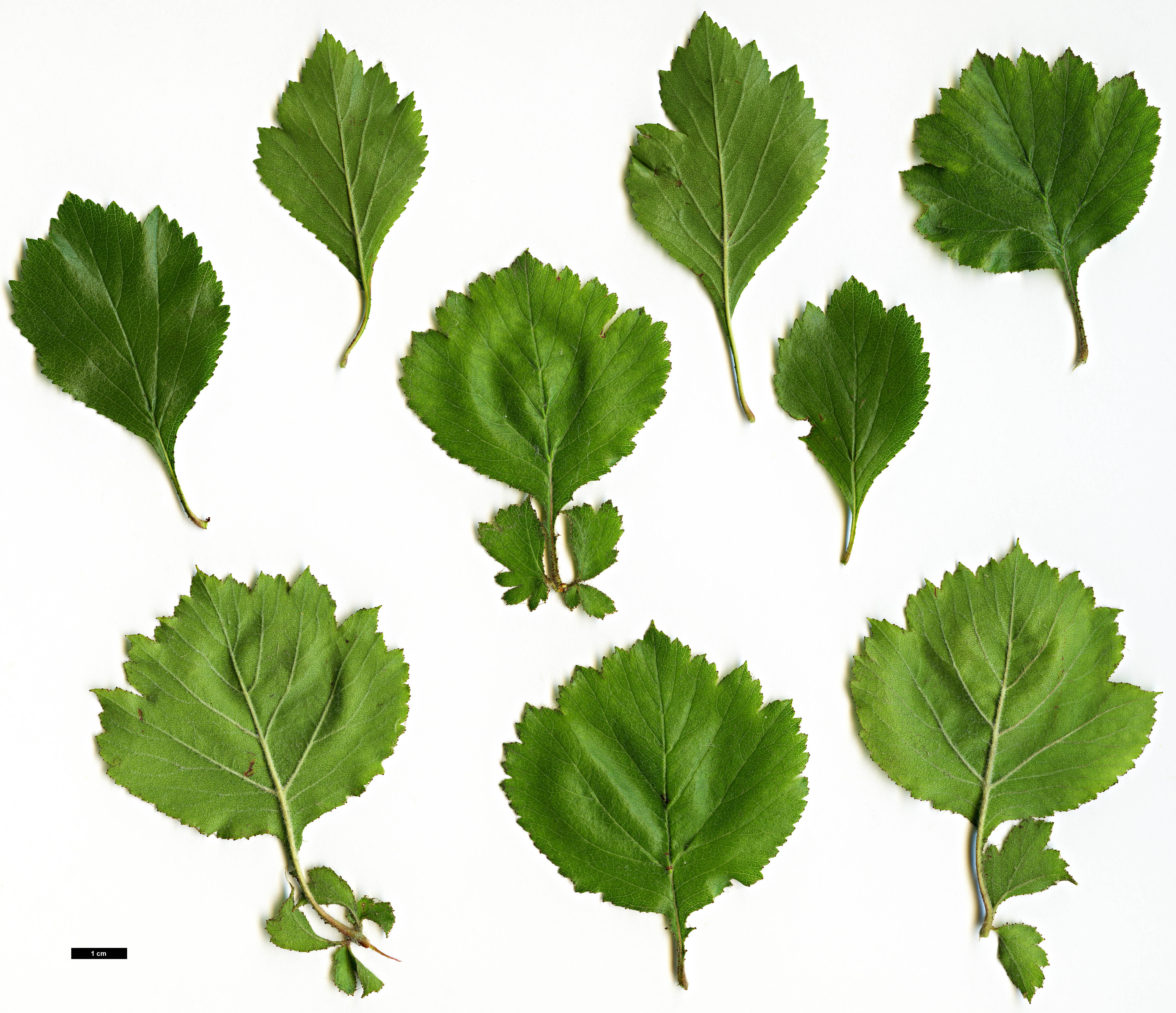 High resolution image: Family: Rosaceae - Genus: Crataegus - Taxon: agrestina