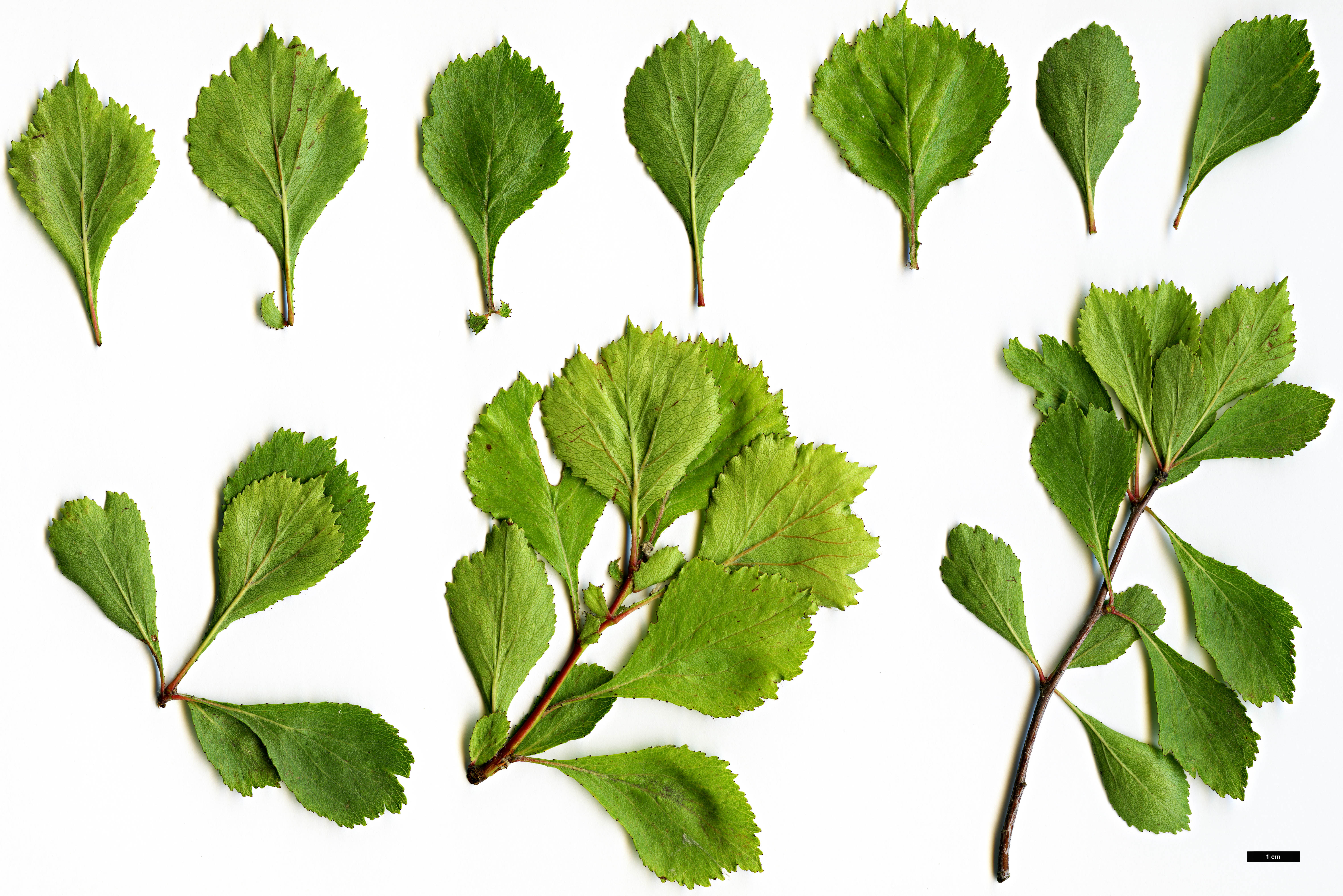 High resolution image: Family: Rosaceae - Genus: Crataegus - Taxon: alabamensis