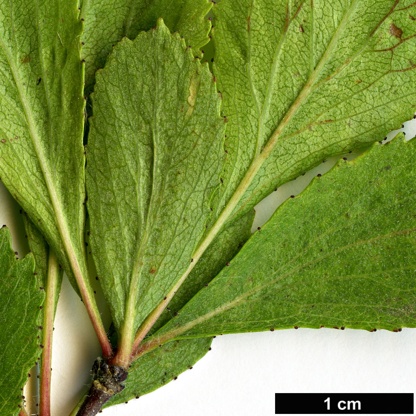 High resolution image: Family: Rosaceae - Genus: Crataegus - Taxon: alabamensis