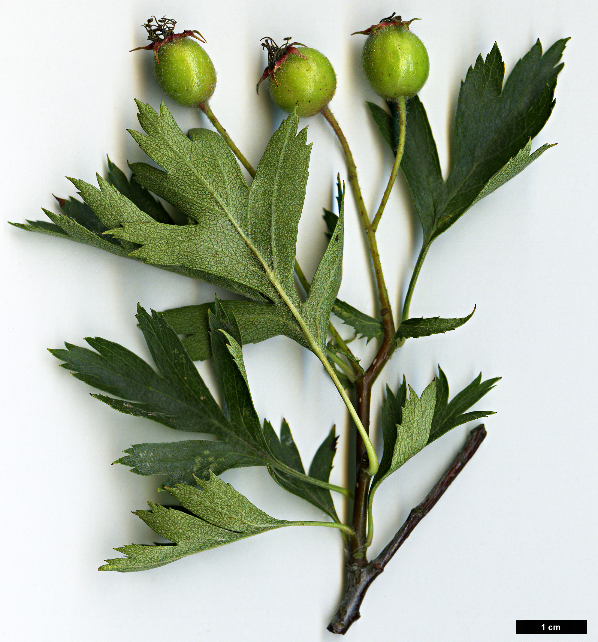 High resolution image: Family: Rosaceae - Genus: Crataegus - Taxon: ambigua