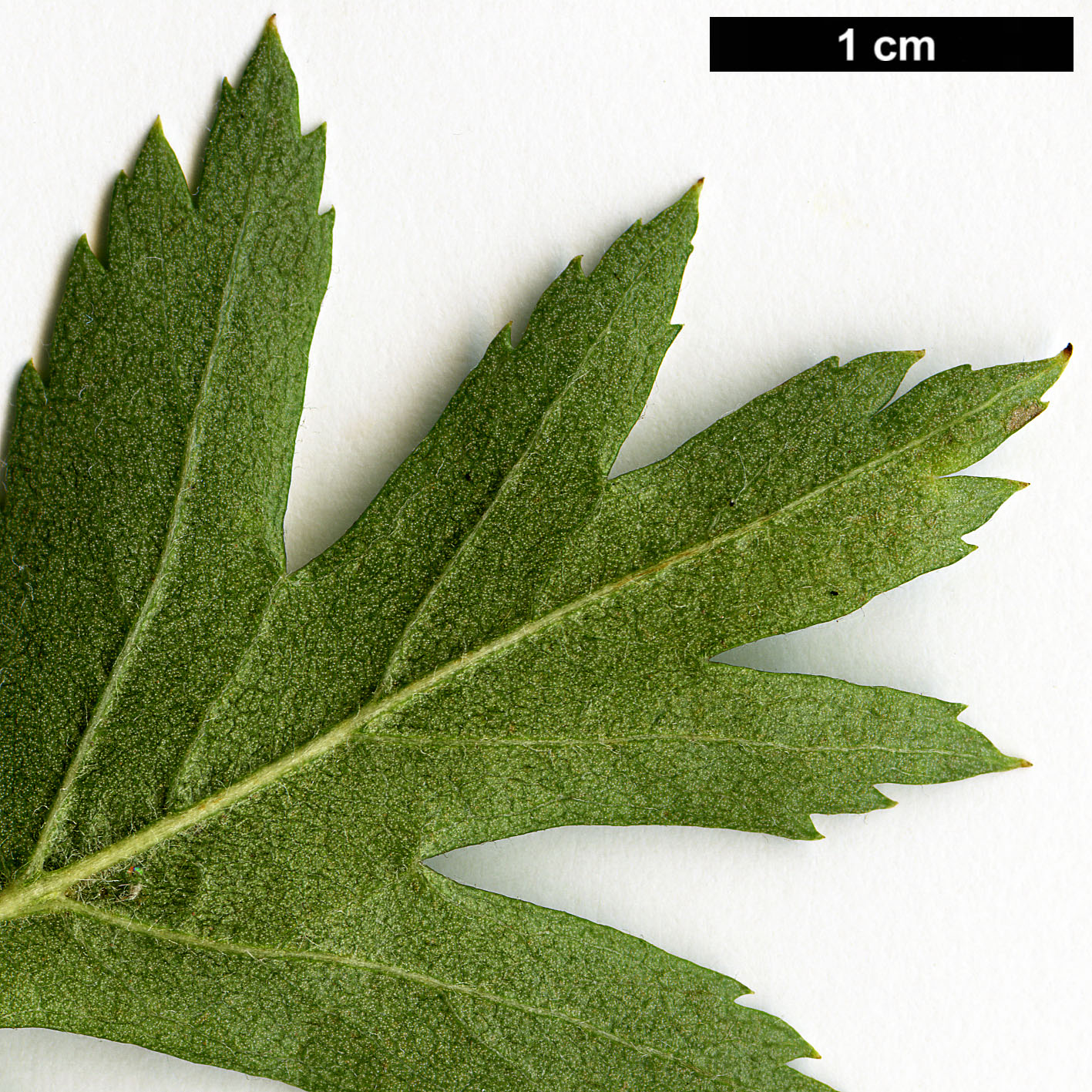 High resolution image: Family: Rosaceae - Genus: Crataegus - Taxon: ambigua
