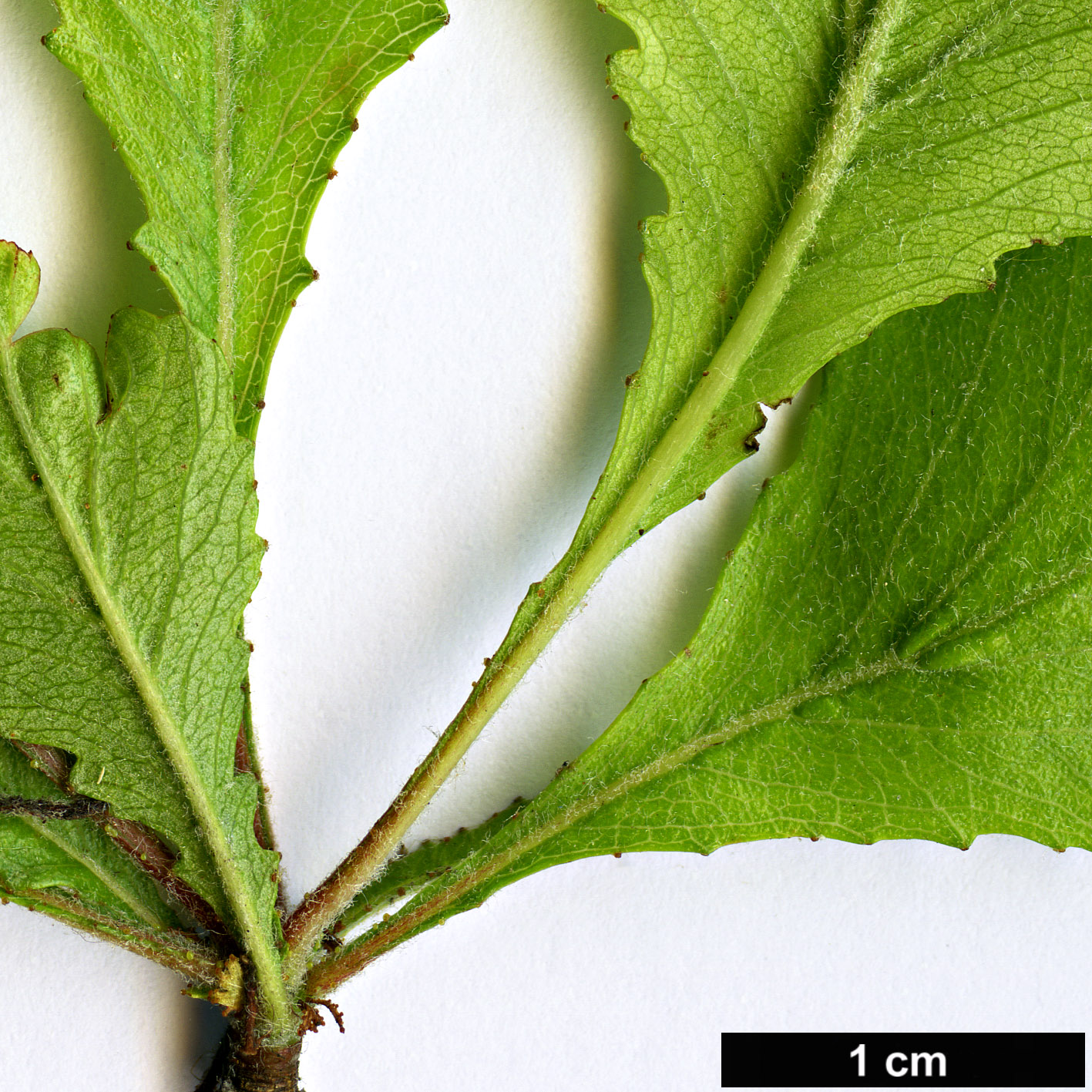 High resolution image: Family: Rosaceae - Genus: Crataegus - Taxon: anisophylla