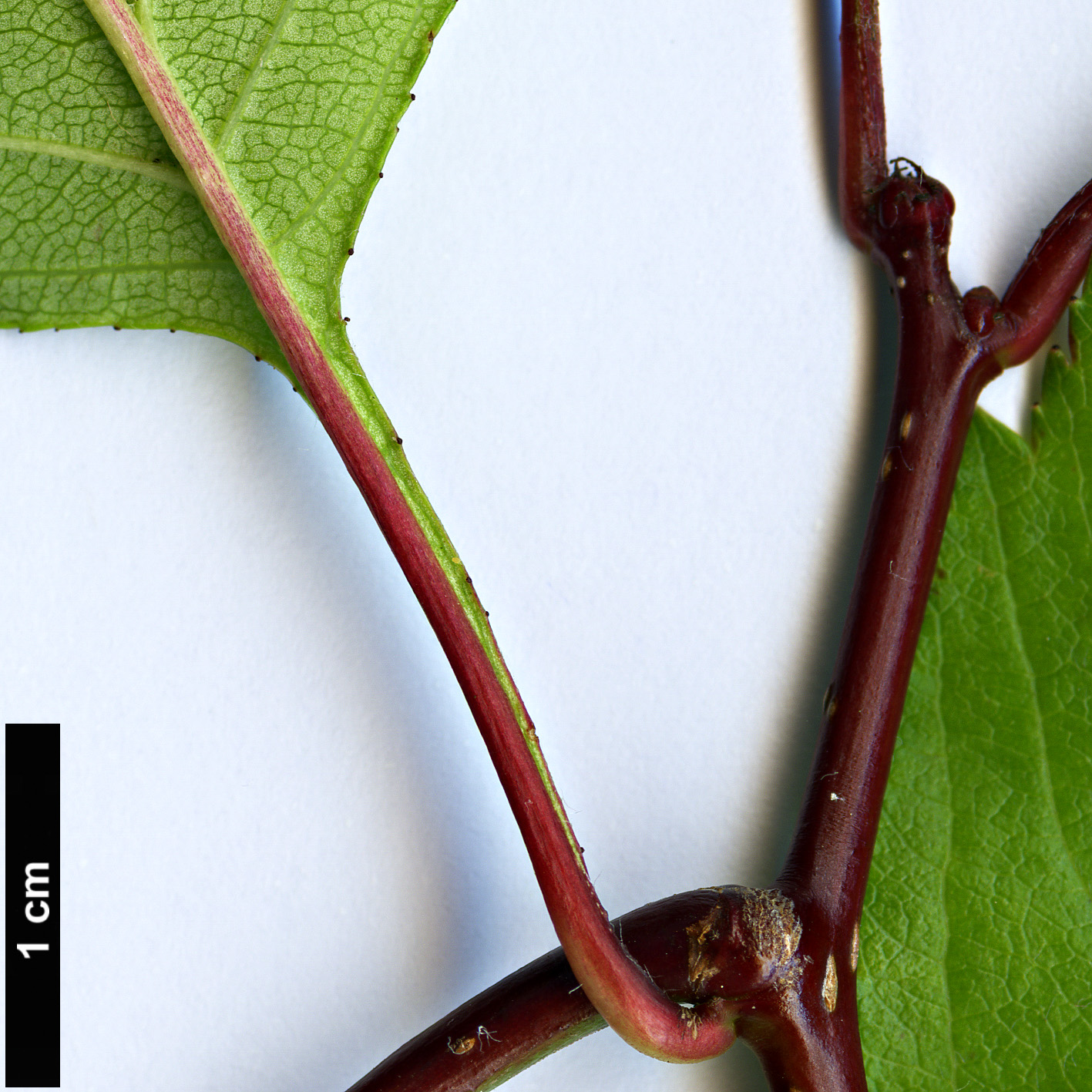 High resolution image: Family: Rosaceae - Genus: Crataegus - Taxon: aquacervensis