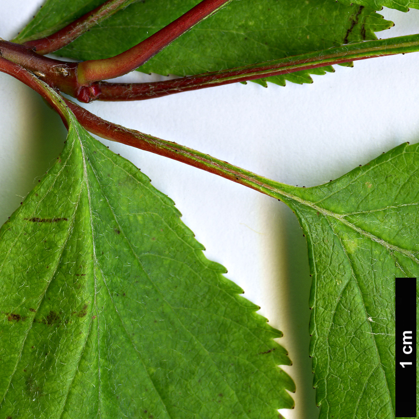 High resolution image: Family: Rosaceae - Genus: Crataegus - Taxon: aquacervensis