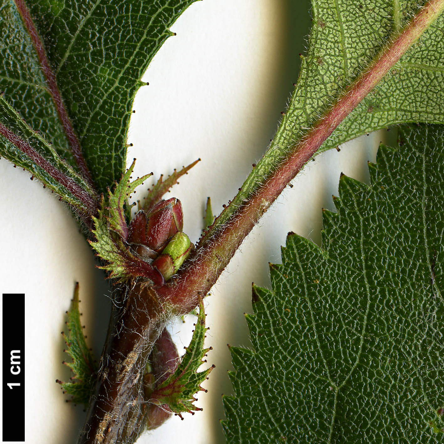 High resolution image: Family: Rosaceae - Genus: Crataegus - Taxon: ashei