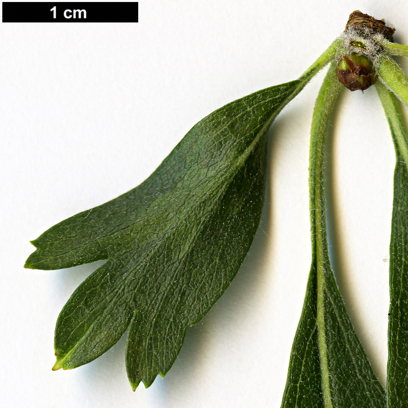 High resolution image: Family: Rosaceae - Genus: Crataegus - Taxon: azarolus - SpeciesSub: 'Geraki'