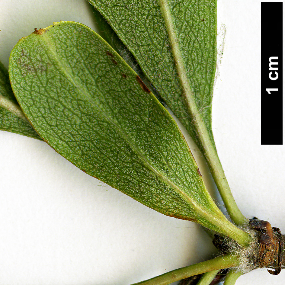 High resolution image: Family: Rosaceae - Genus: Crataegus - Taxon: azarolus