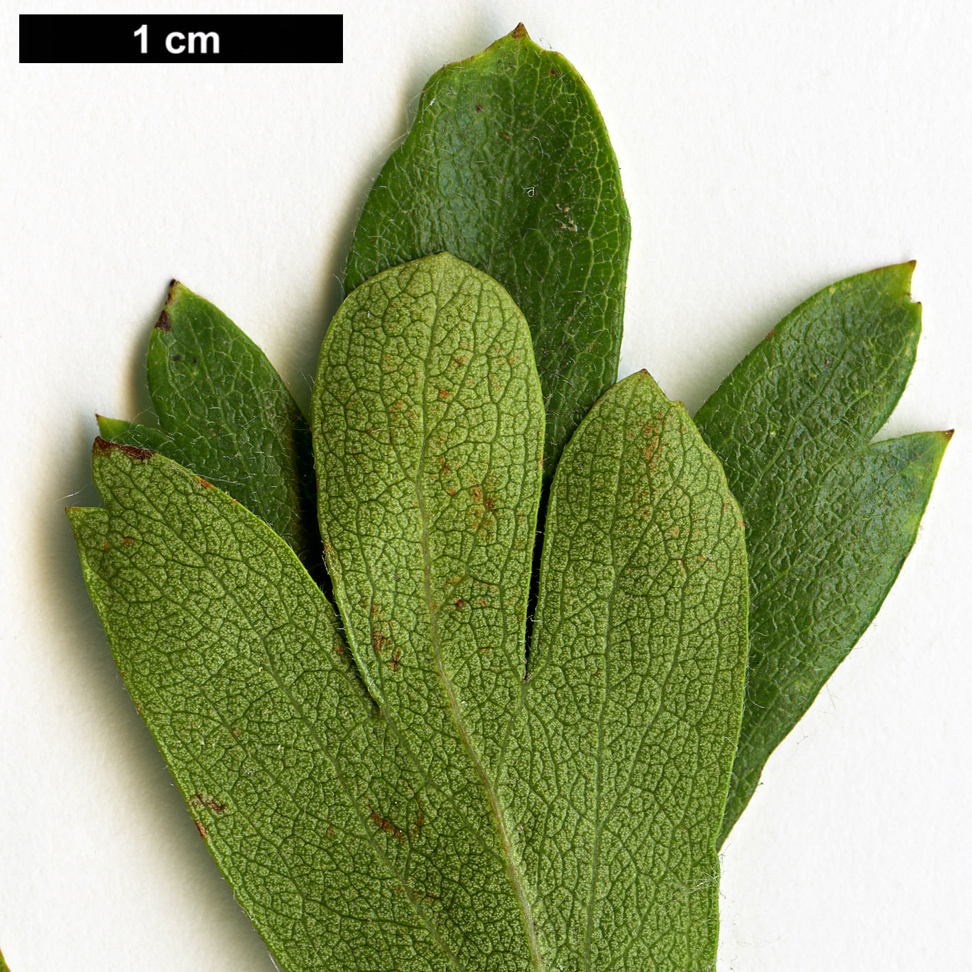 High resolution image: Family: Rosaceae - Genus: Crataegus - Taxon: azarolus