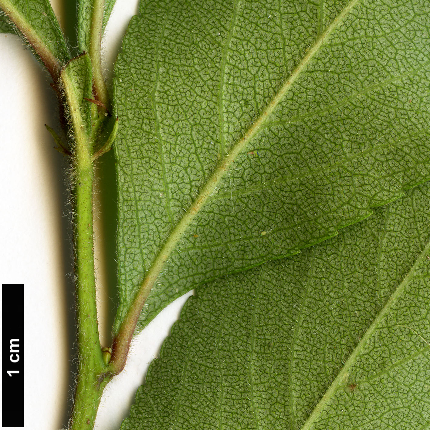 High resolution image: Family: Rosaceae - Genus: Crataegus - Taxon: berberifolia