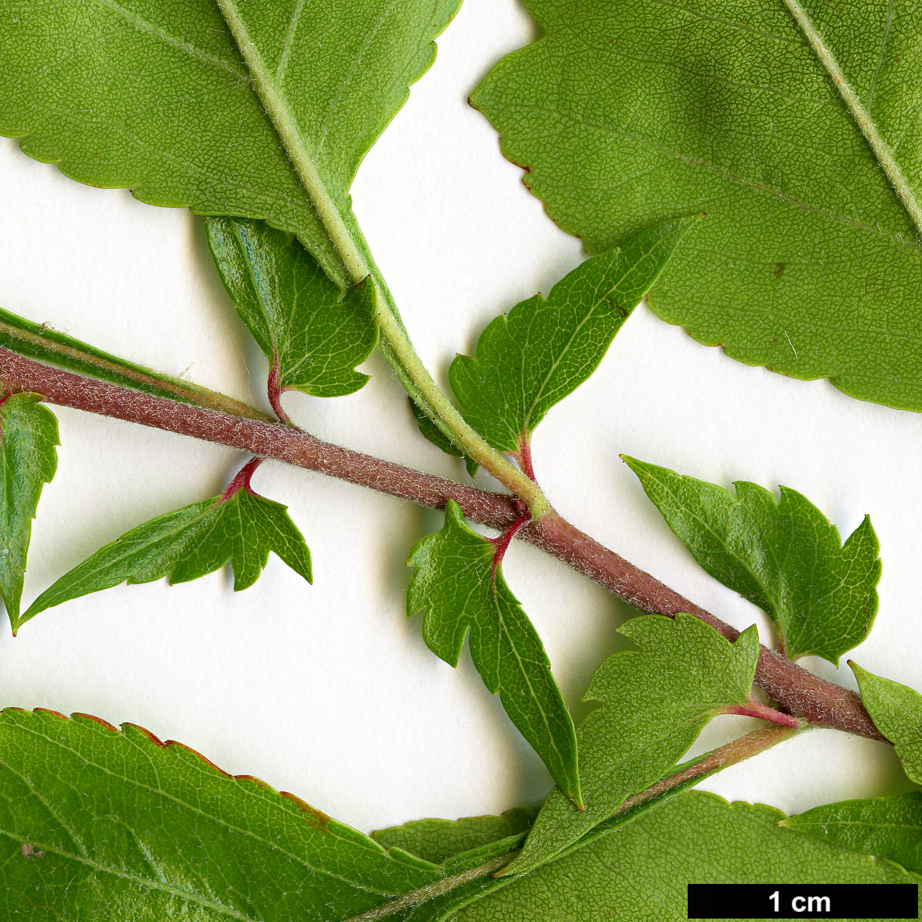 High resolution image: Family: Rosaceae - Genus: Crataegus - Taxon: brachiacantha