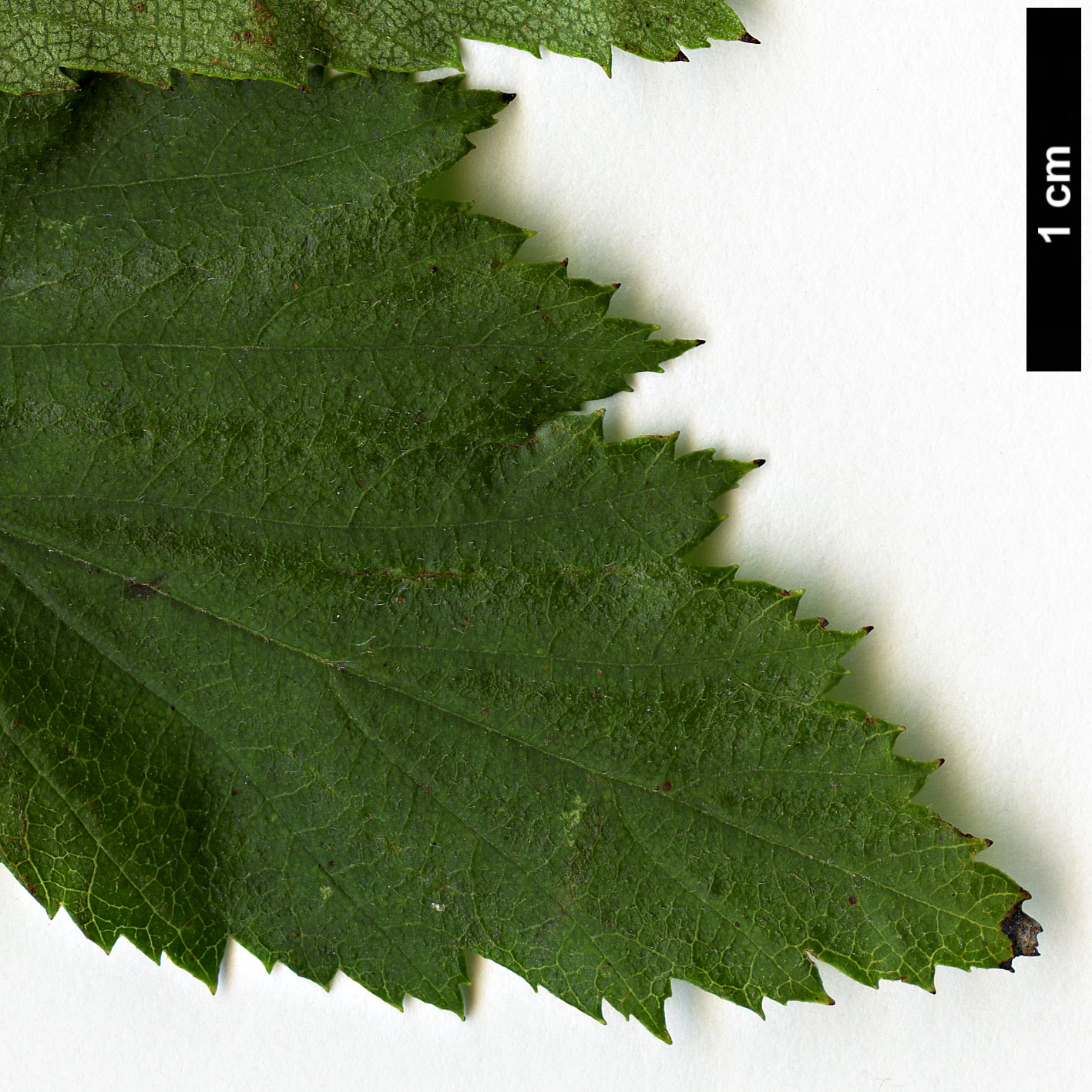 High resolution image: Family: Rosaceae - Genus: Crataegus - Taxon: calpodendron