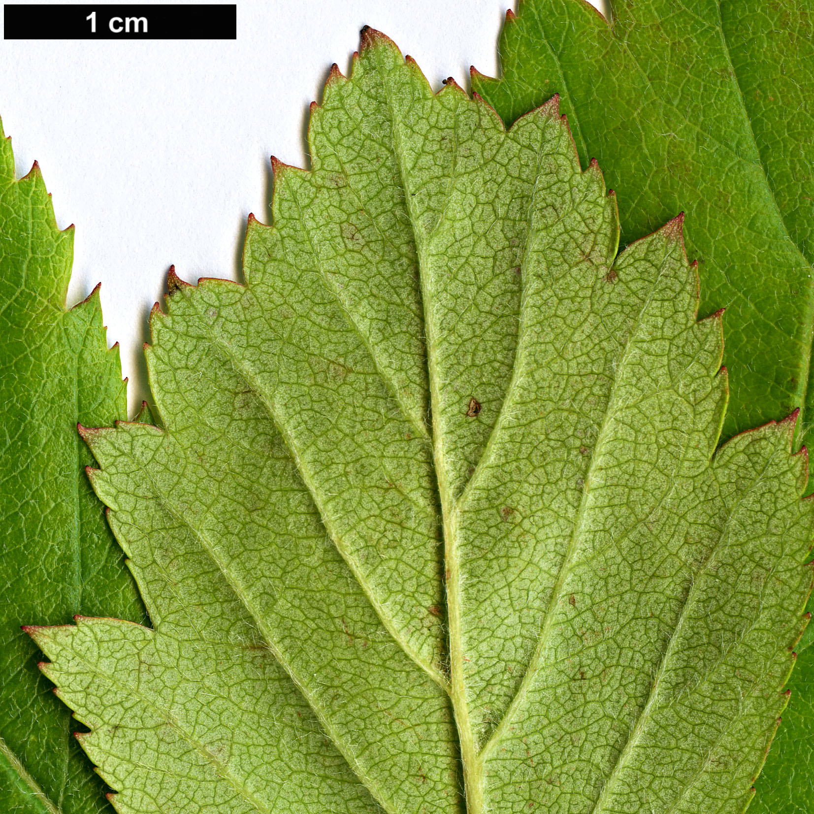 High resolution image: Family: Rosaceae - Genus: Crataegus - Taxon: castlegarensis