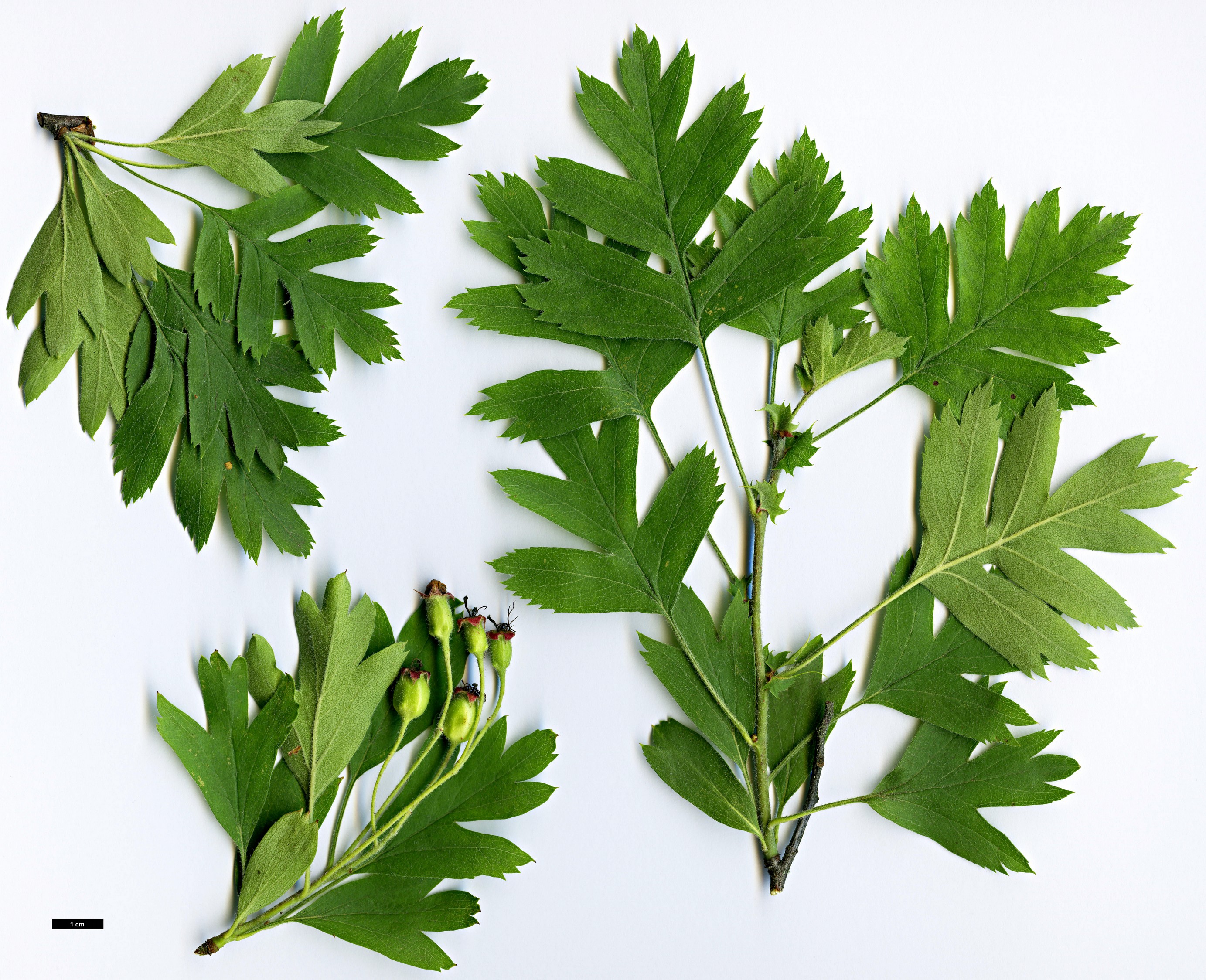 High resolution image: Family: Rosaceae - Genus: Crataegus - Taxon: caucasica