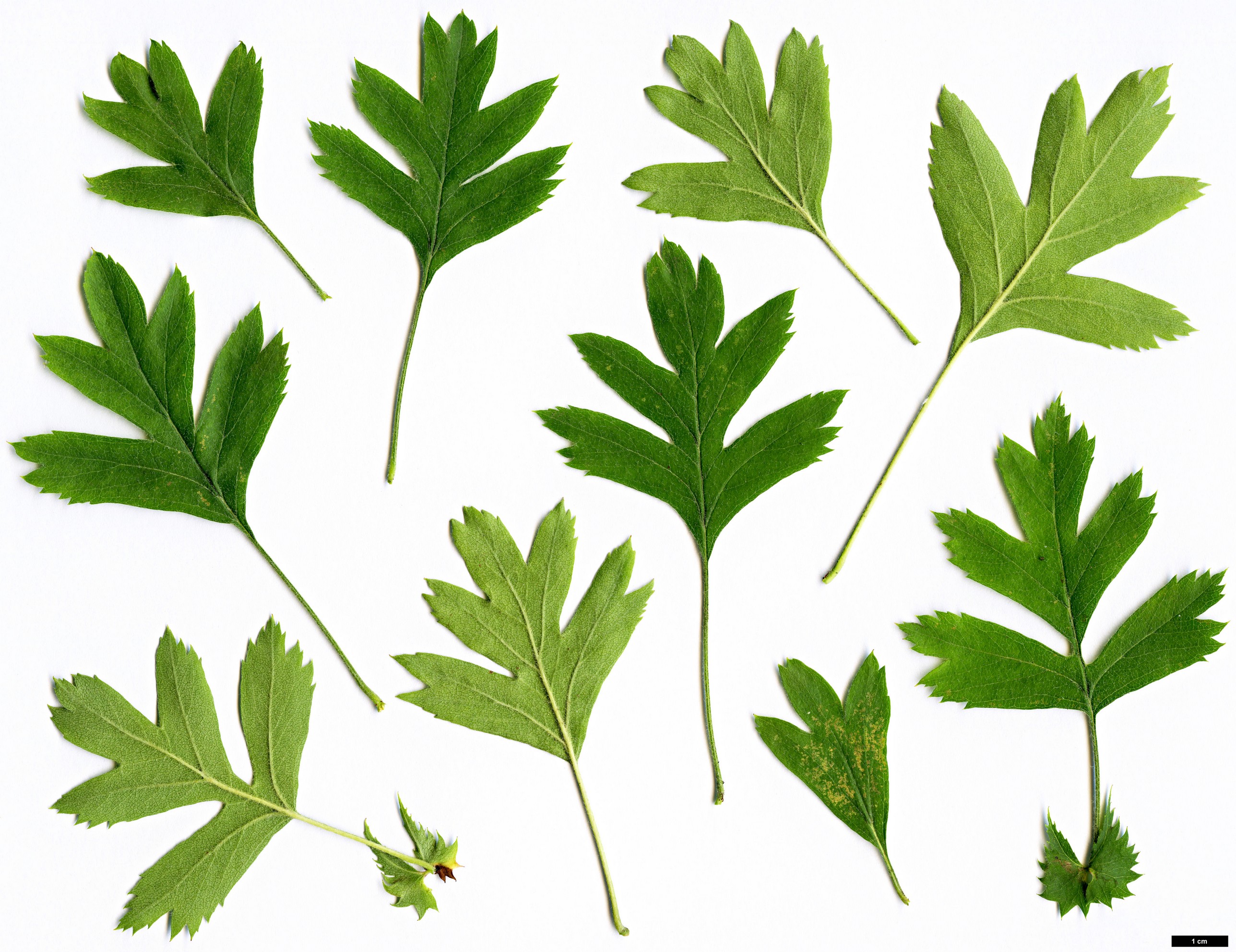 High resolution image: Family: Rosaceae - Genus: Crataegus - Taxon: caucasica