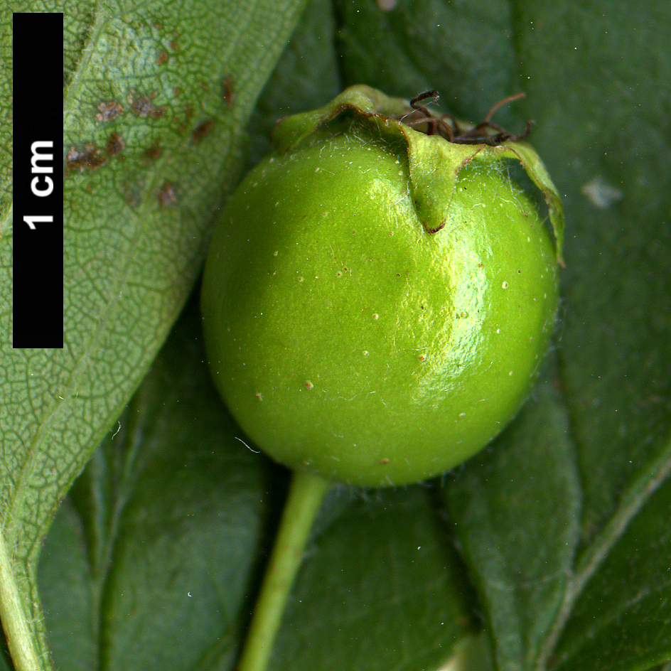 High resolution image: Family: Rosaceae - Genus: Crataegus - Taxon: celsiana