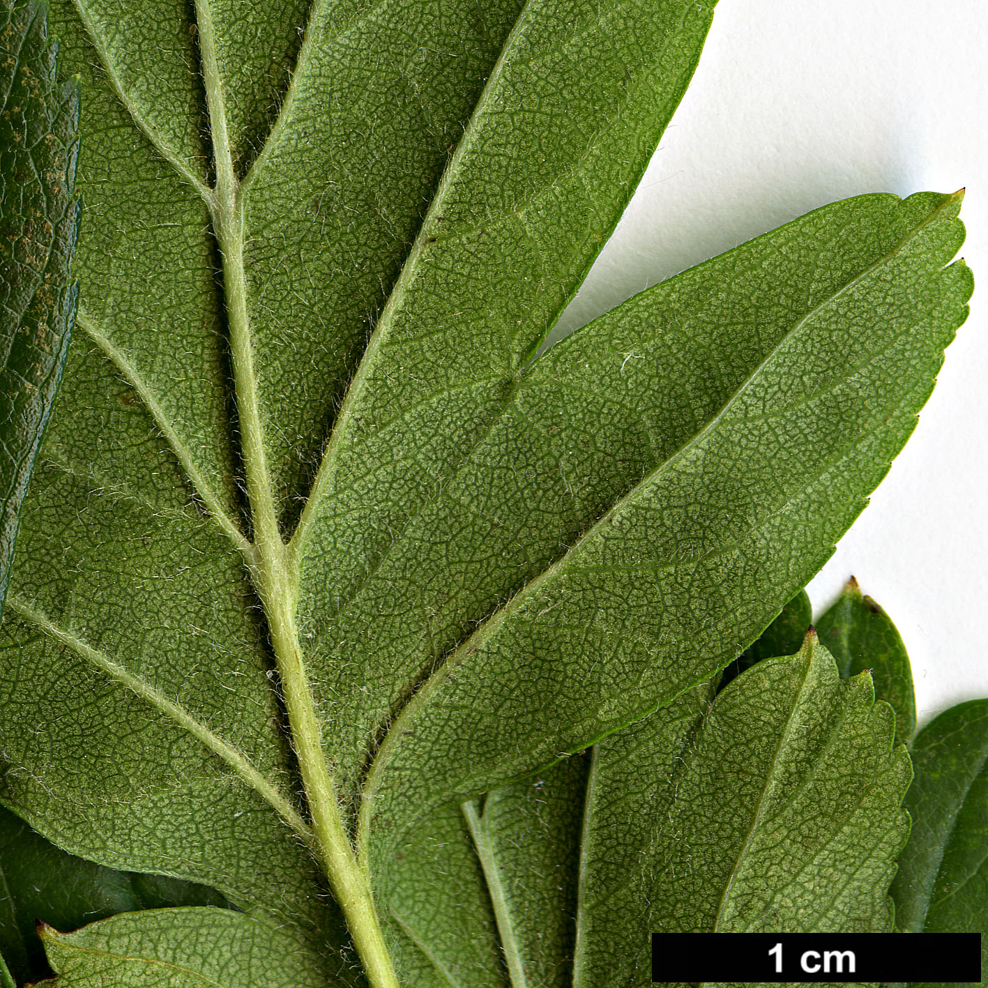 High resolution image: Family: Rosaceae - Genus: Crataegus - Taxon: celsiana