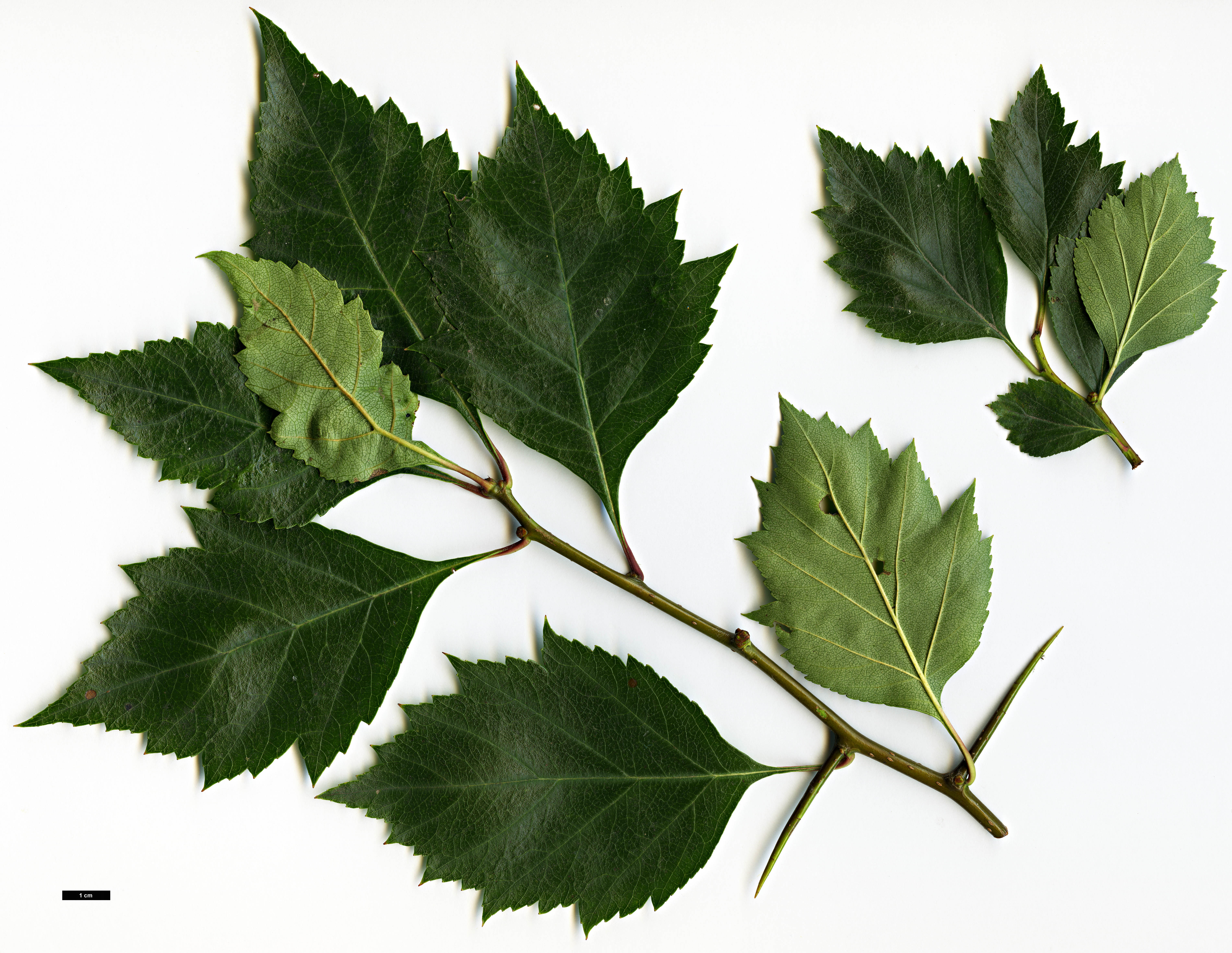 High resolution image: Family: Rosaceae - Genus: Crataegus - Taxon: cerronis
