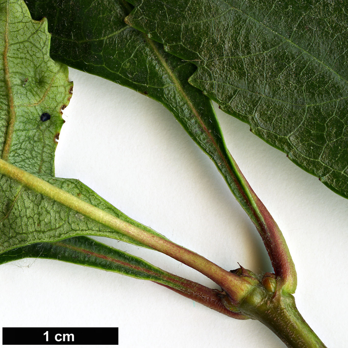 High resolution image: Family: Rosaceae - Genus: Crataegus - Taxon: cerronis