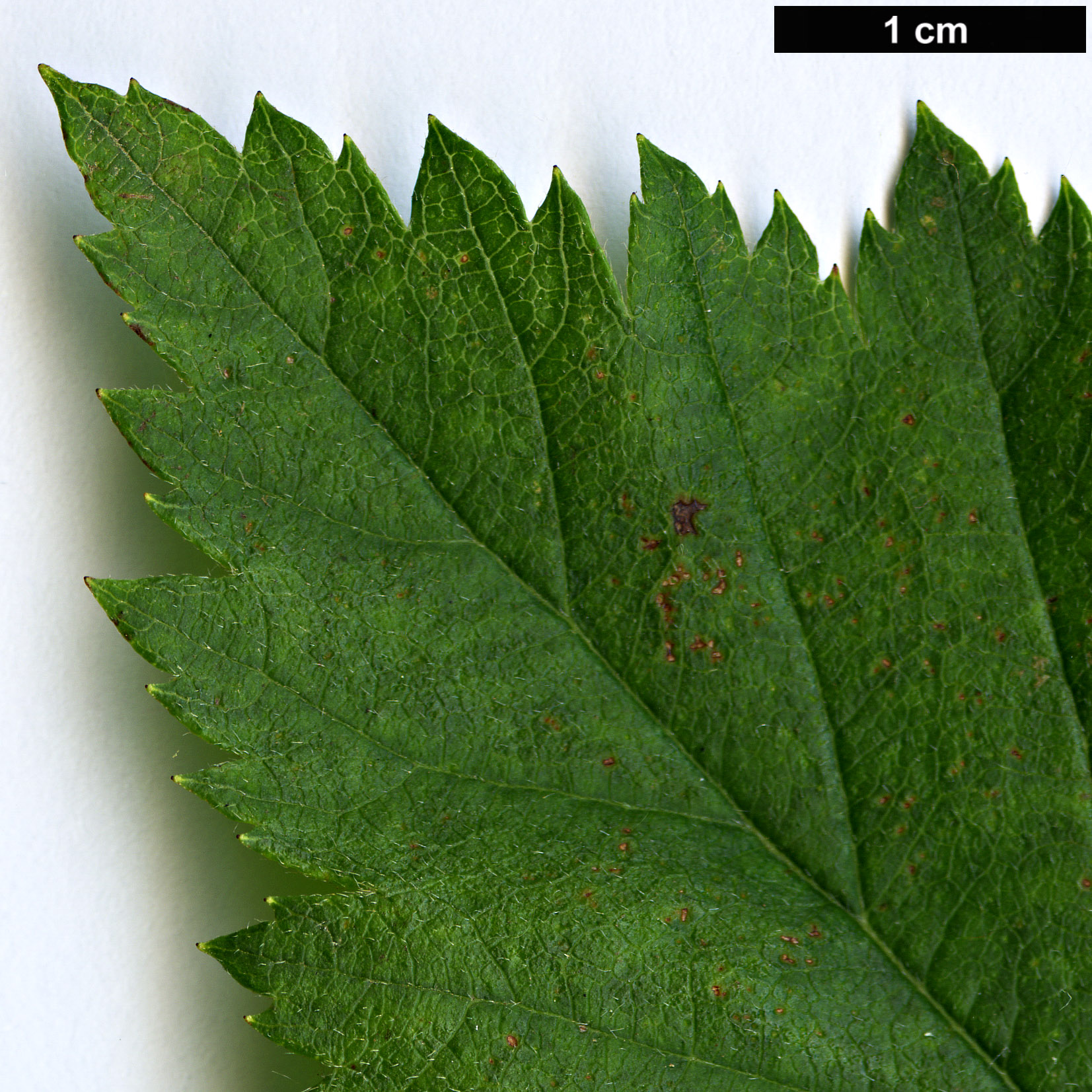 High resolution image: Family: Rosaceae - Genus: Crataegus - Taxon: champlainensis
