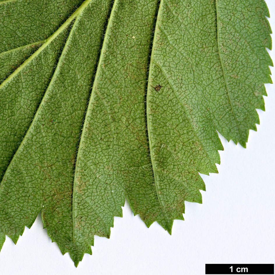 High resolution image: Family: Rosaceae - Genus: Crataegus - Taxon: champlainensis