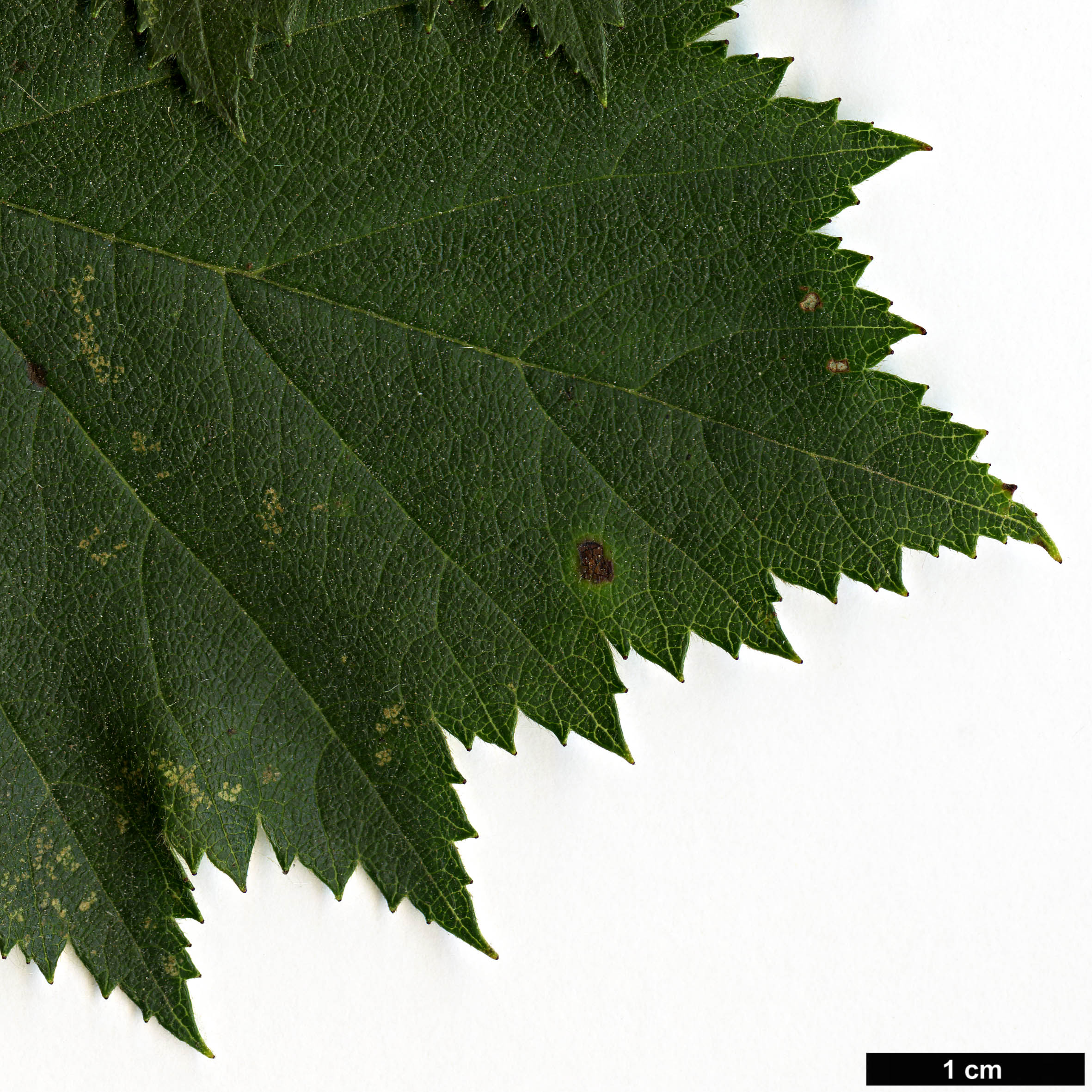 High resolution image: Family: Rosaceae - Genus: Crataegus - Taxon: chrysocarpa