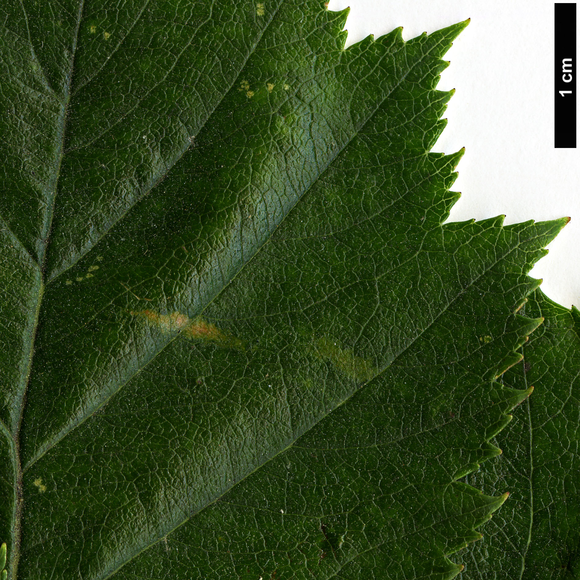 High resolution image: Family: Rosaceae - Genus: Crataegus - Taxon: coccinea