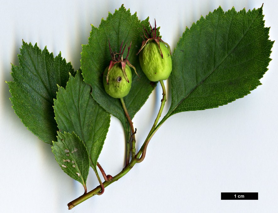High resolution image: Family: Rosaceae - Genus: Crataegus - Taxon: coccinea