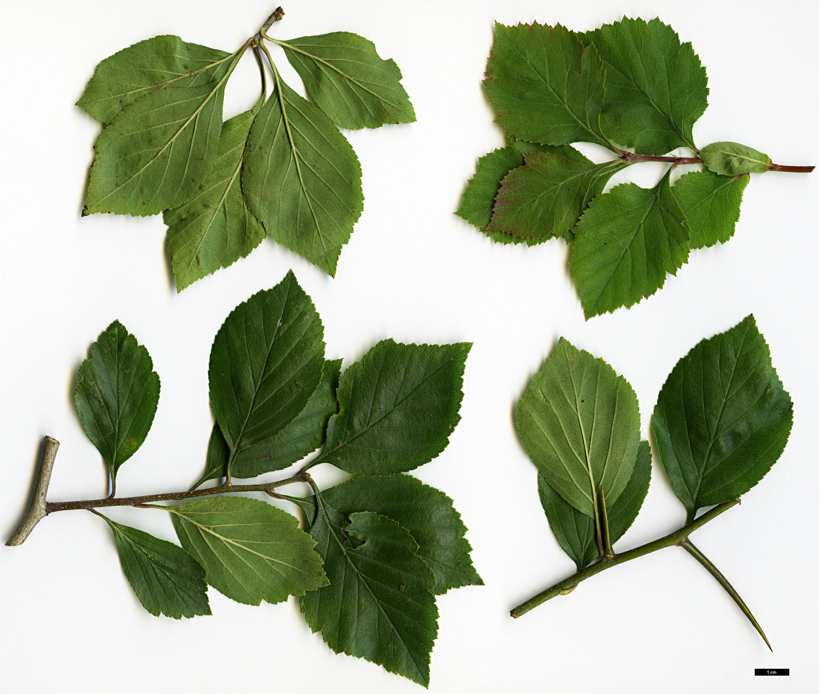 High resolution image: Family: Rosaceae - Genus: Crataegus - Taxon: collina
