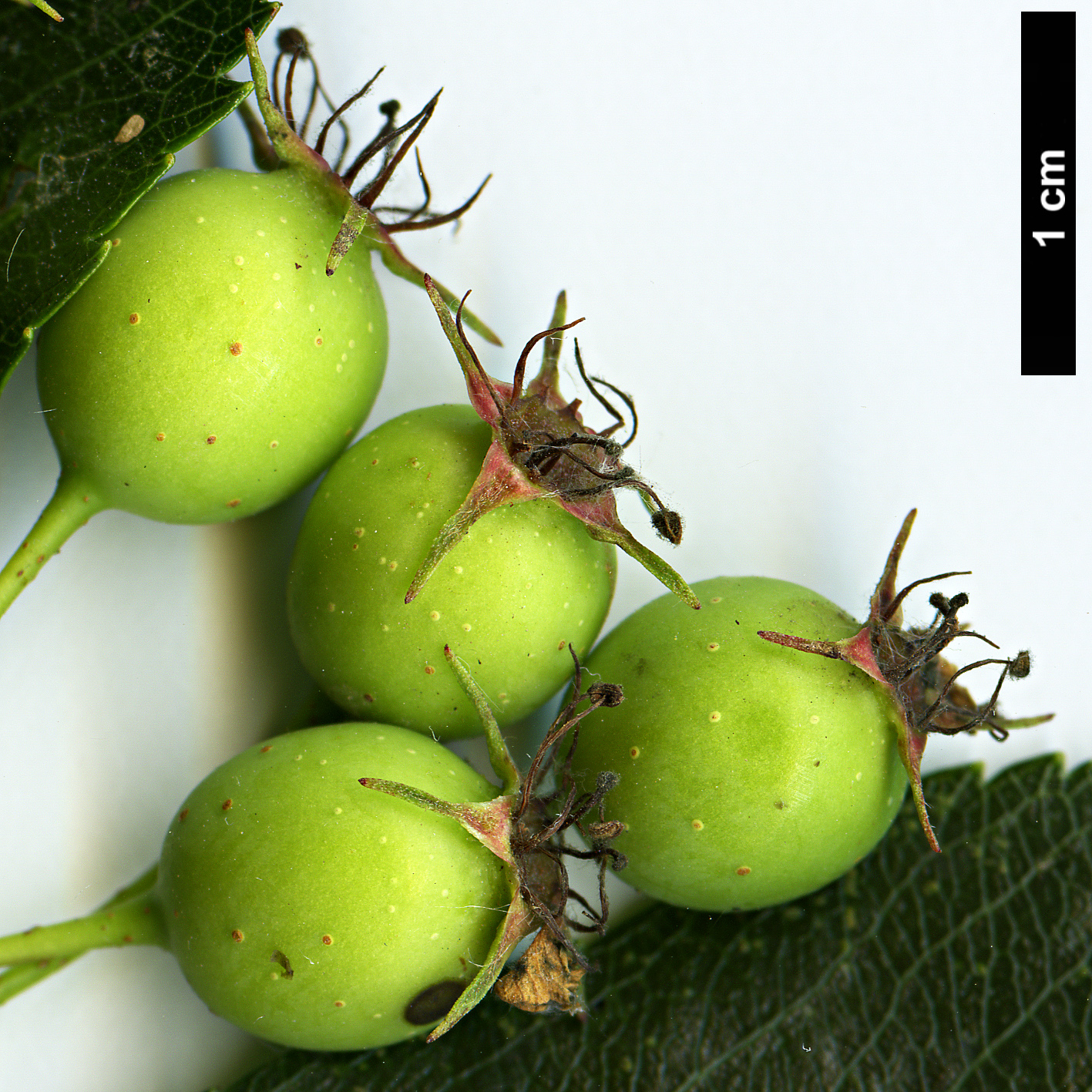 High resolution image: Family: Rosaceae - Genus: Crataegus - Taxon: crus-galli - SpeciesSub: 'Inermis'