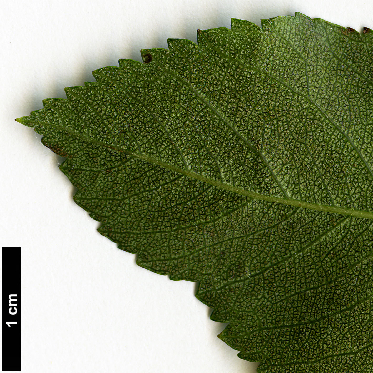 High resolution image: Family: Rosaceae - Genus: Crataegus - Taxon: crus-galli - SpeciesSub: 'Inermis'