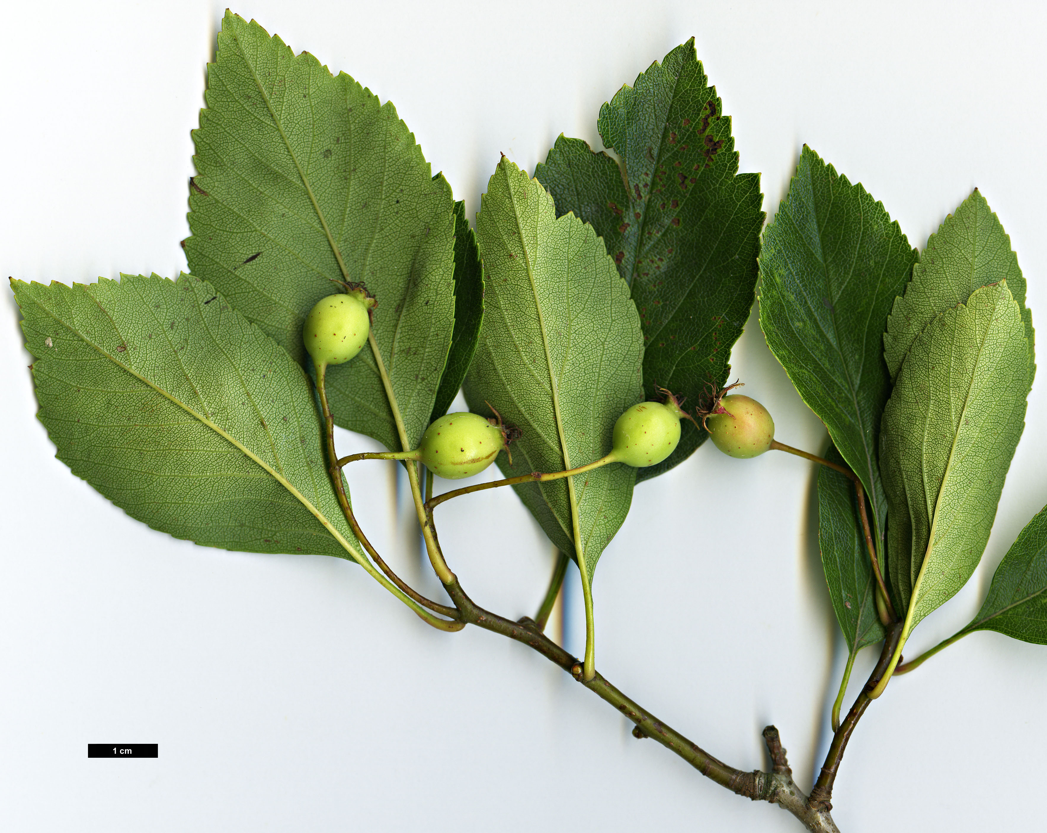 High resolution image: Family: Rosaceae - Genus: Crataegus - Taxon: crus-galli